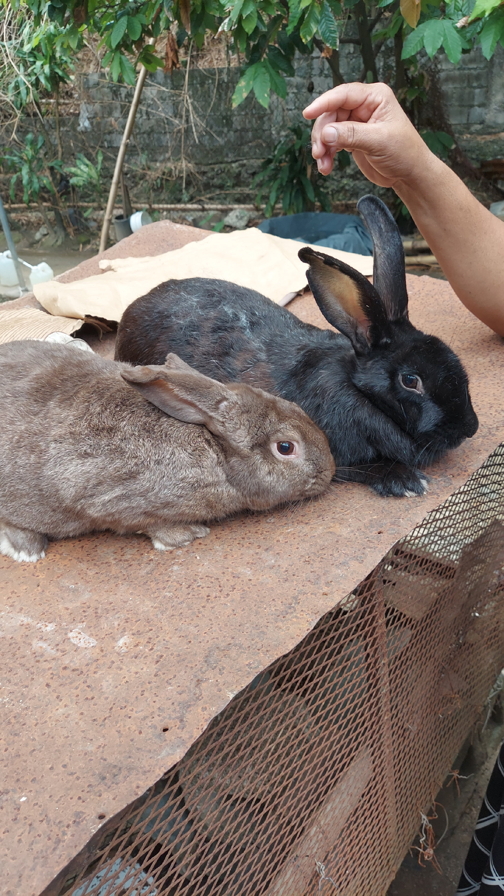animales y mascotas - conejos grades de 11 libras