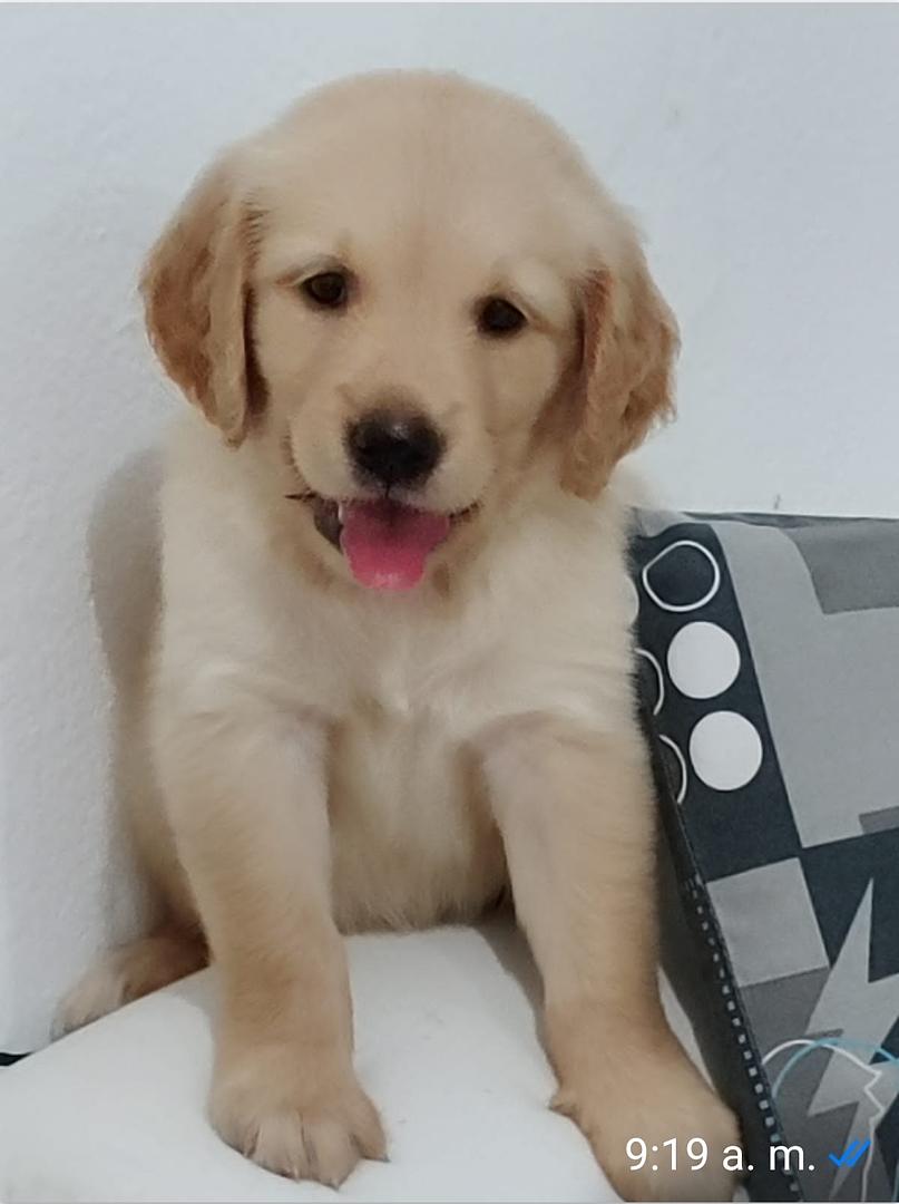 animales y mascotas - Lindas tiernas y adorables cachorras Golden Retriever disponibles  3