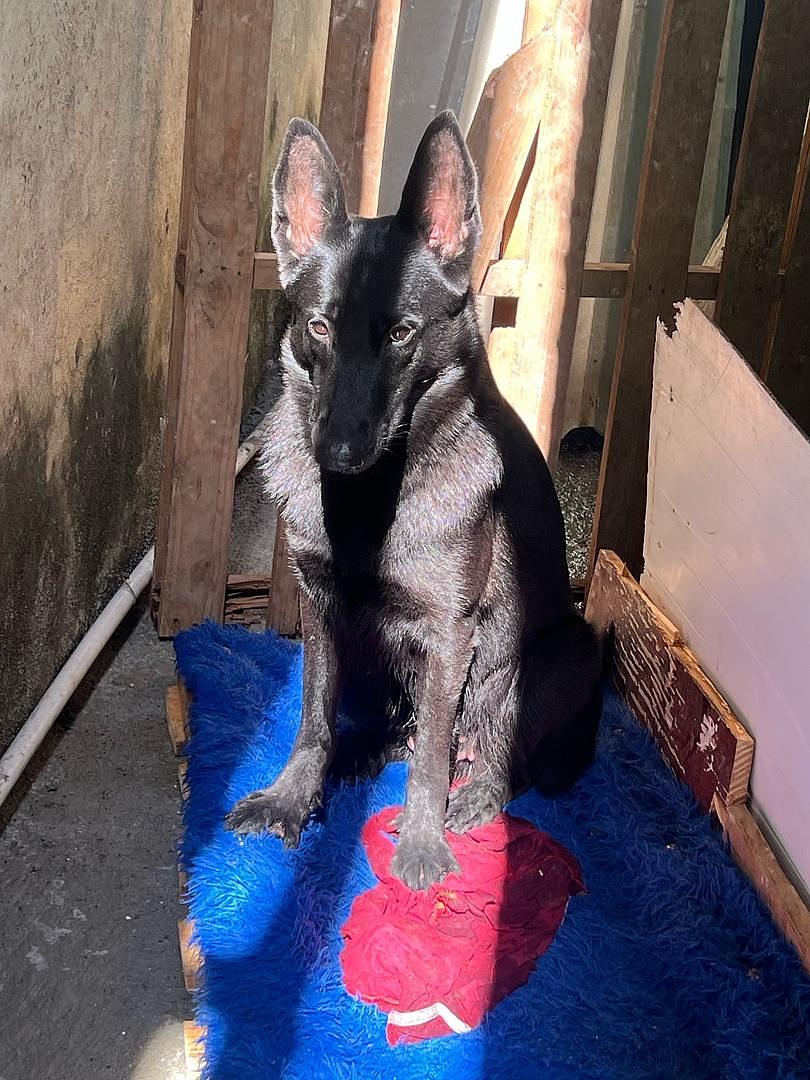 animales y mascotas - pastor aleman negro sólido cachorros disponibles  1