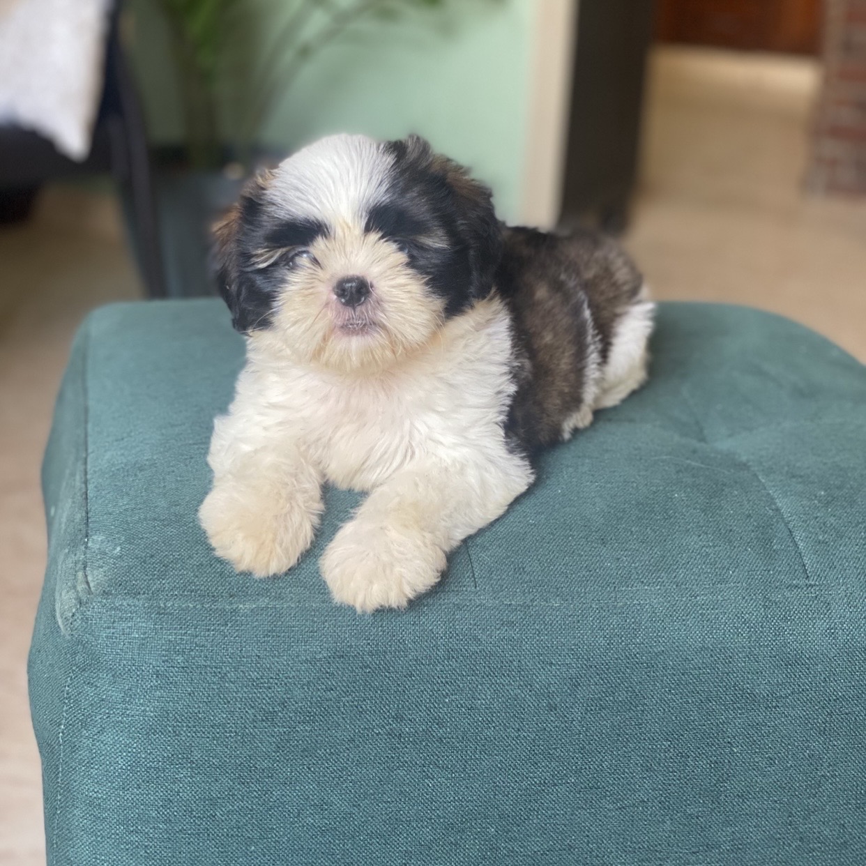 animales y mascotas - shih tzu hembra  1