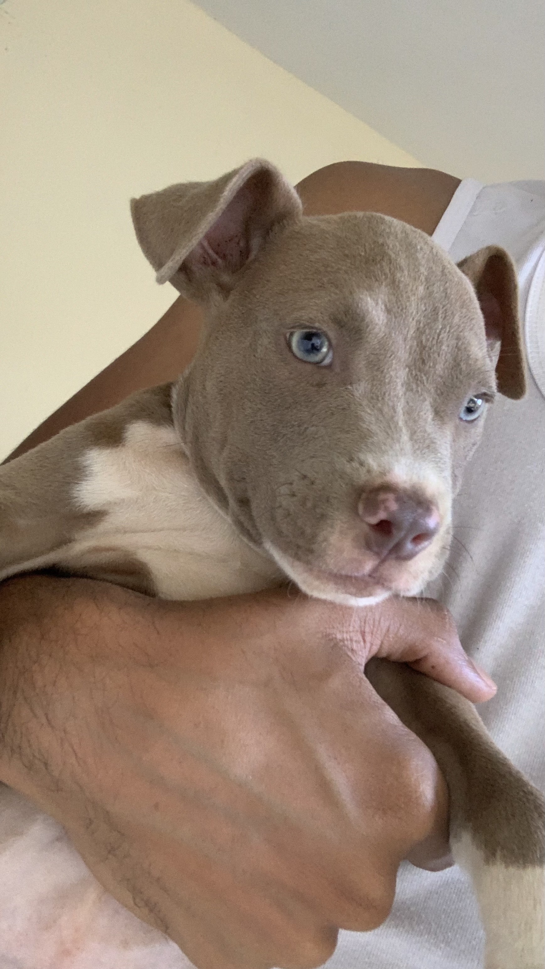 animales y mascotas - se vende pitbull puro cachorro de 2 meses  2