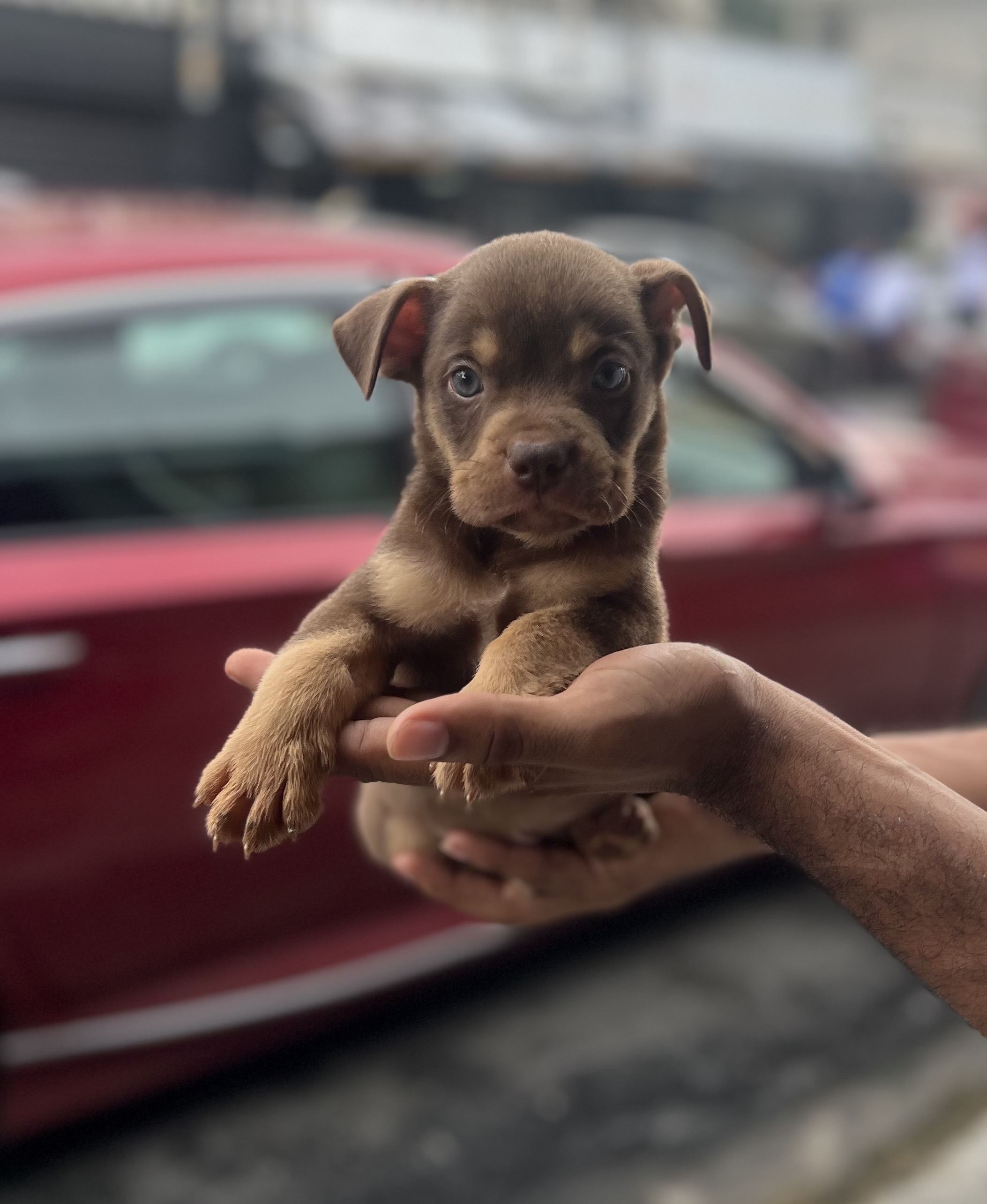 animales y mascotas - Amaerican bully  0