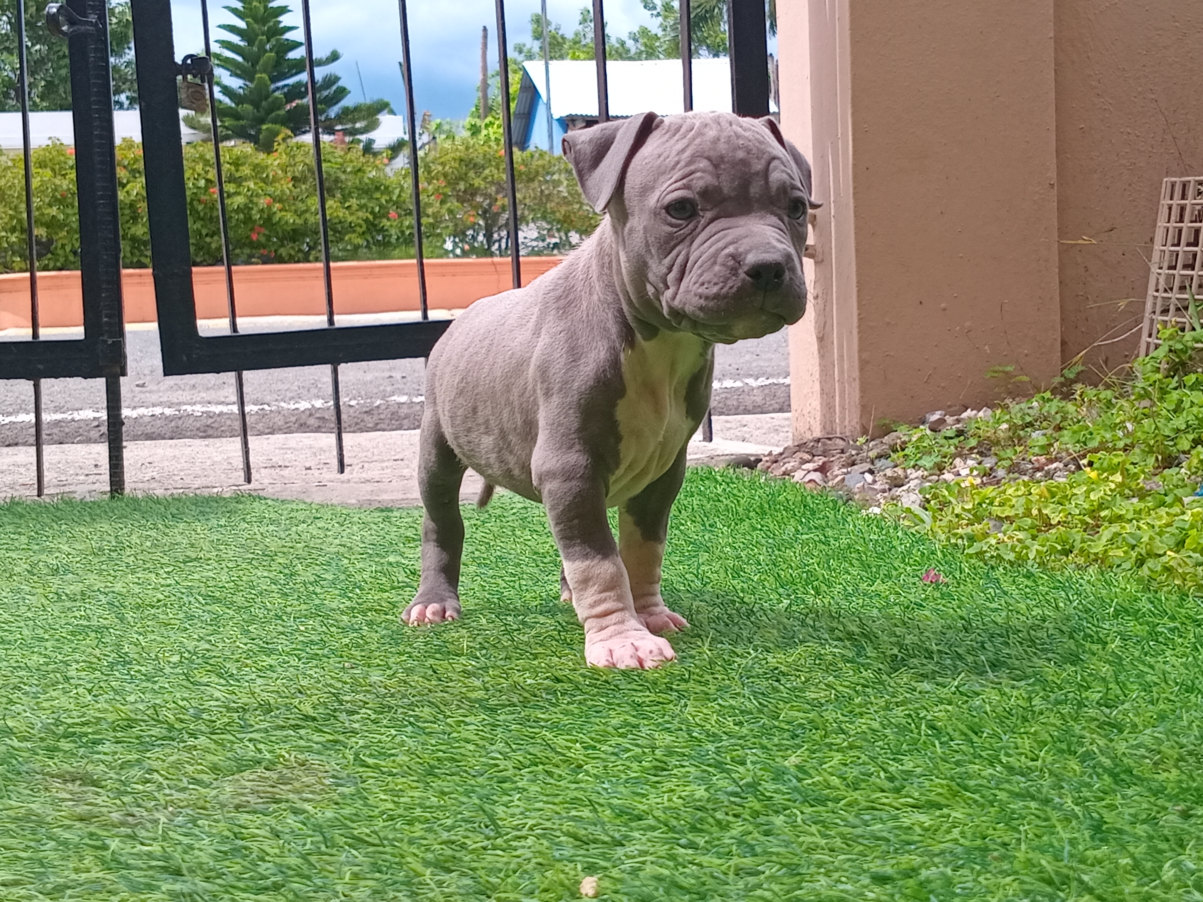 animales y mascotas - Venta de Cachorros Pitbull 3