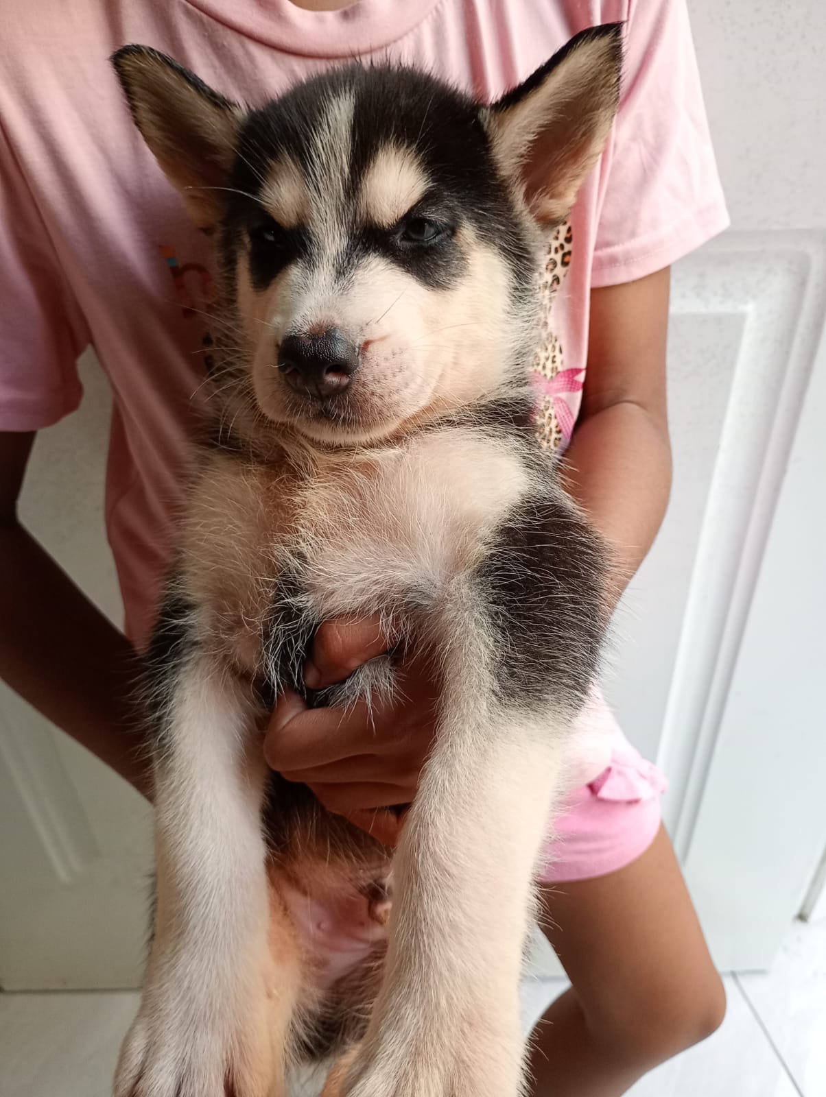 animales y mascotas - Husky 4