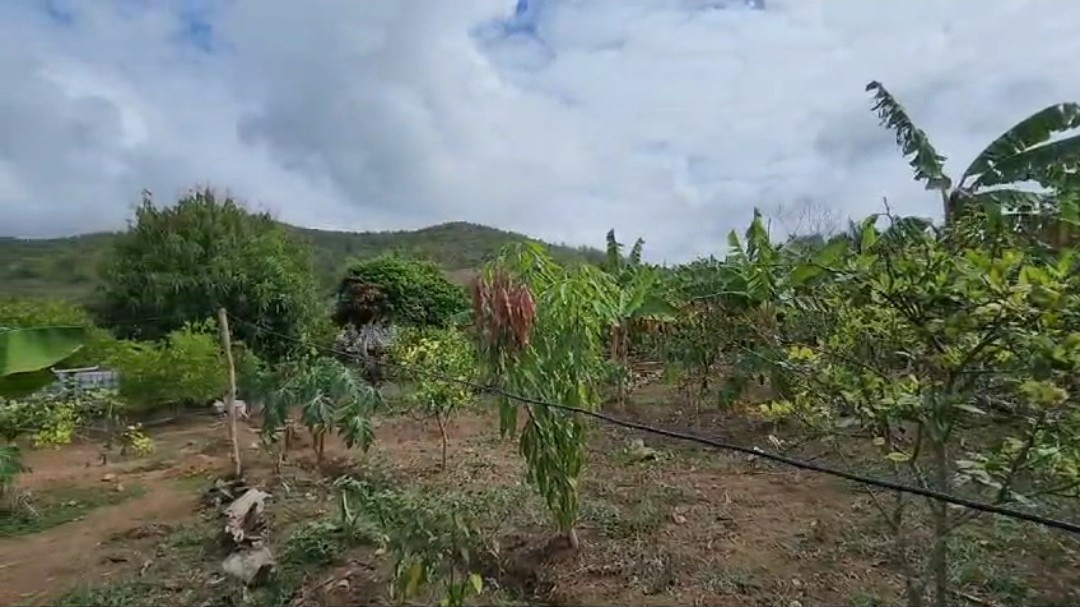 solares y terrenos - Vendo terreno con 15 tareas de tierra Con su Título. 4