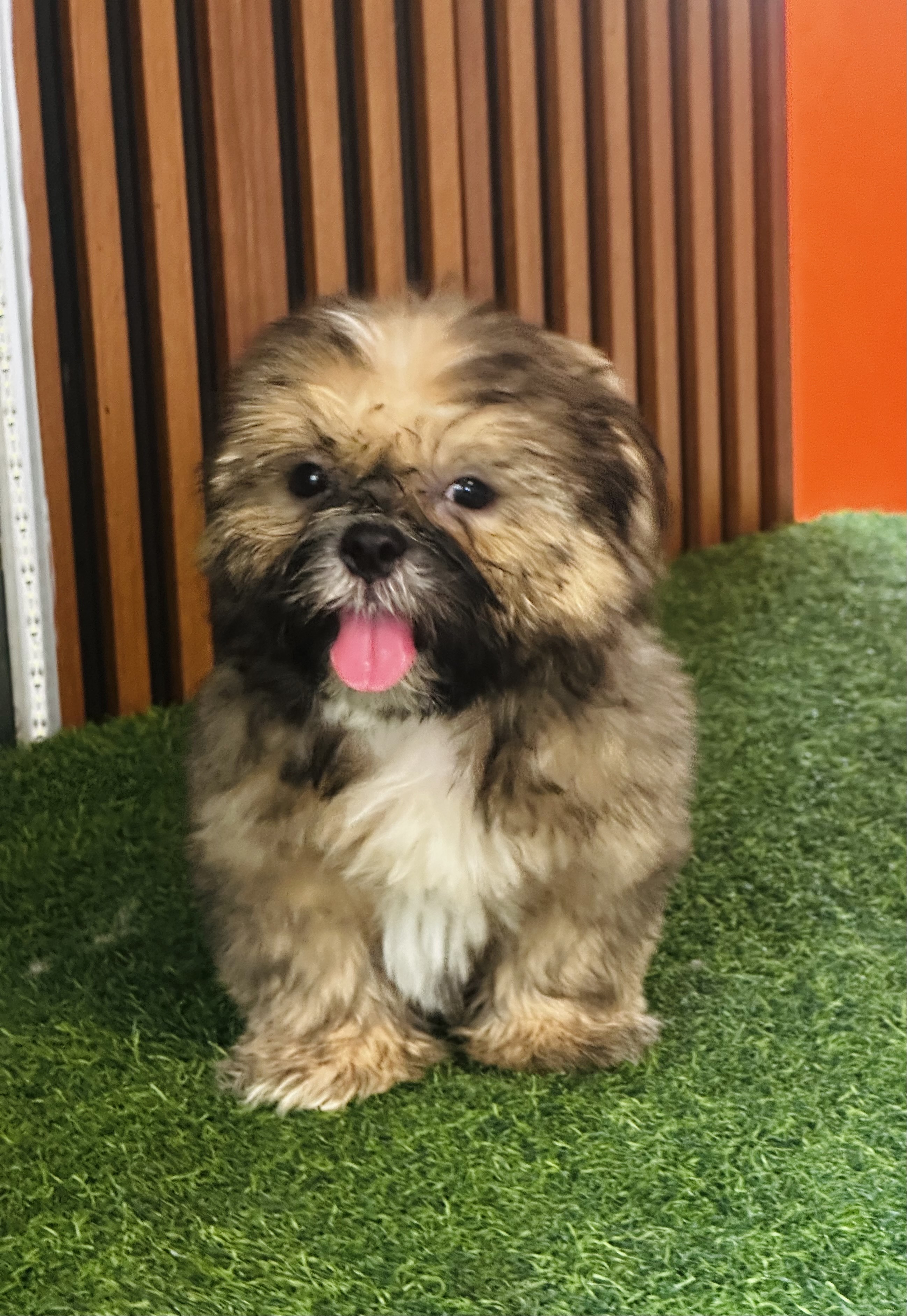 animales y mascotas - Shipoo maltipoo 1