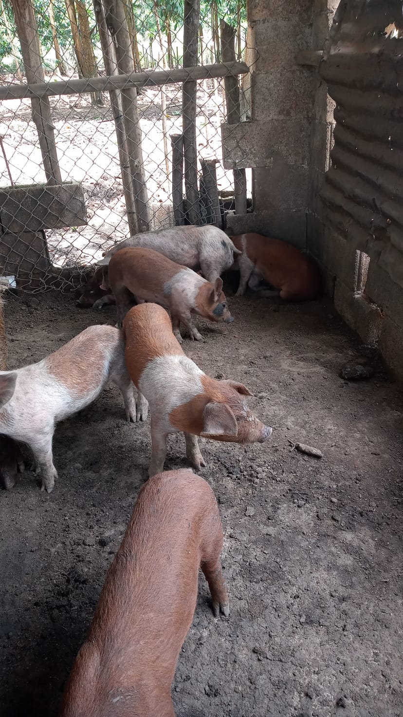animales y mascotas - Marranos en destete - cerdos con 3 meses de edad 1