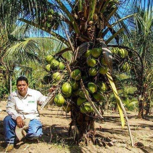 herramientas, jardines y exterior - mata coco enano