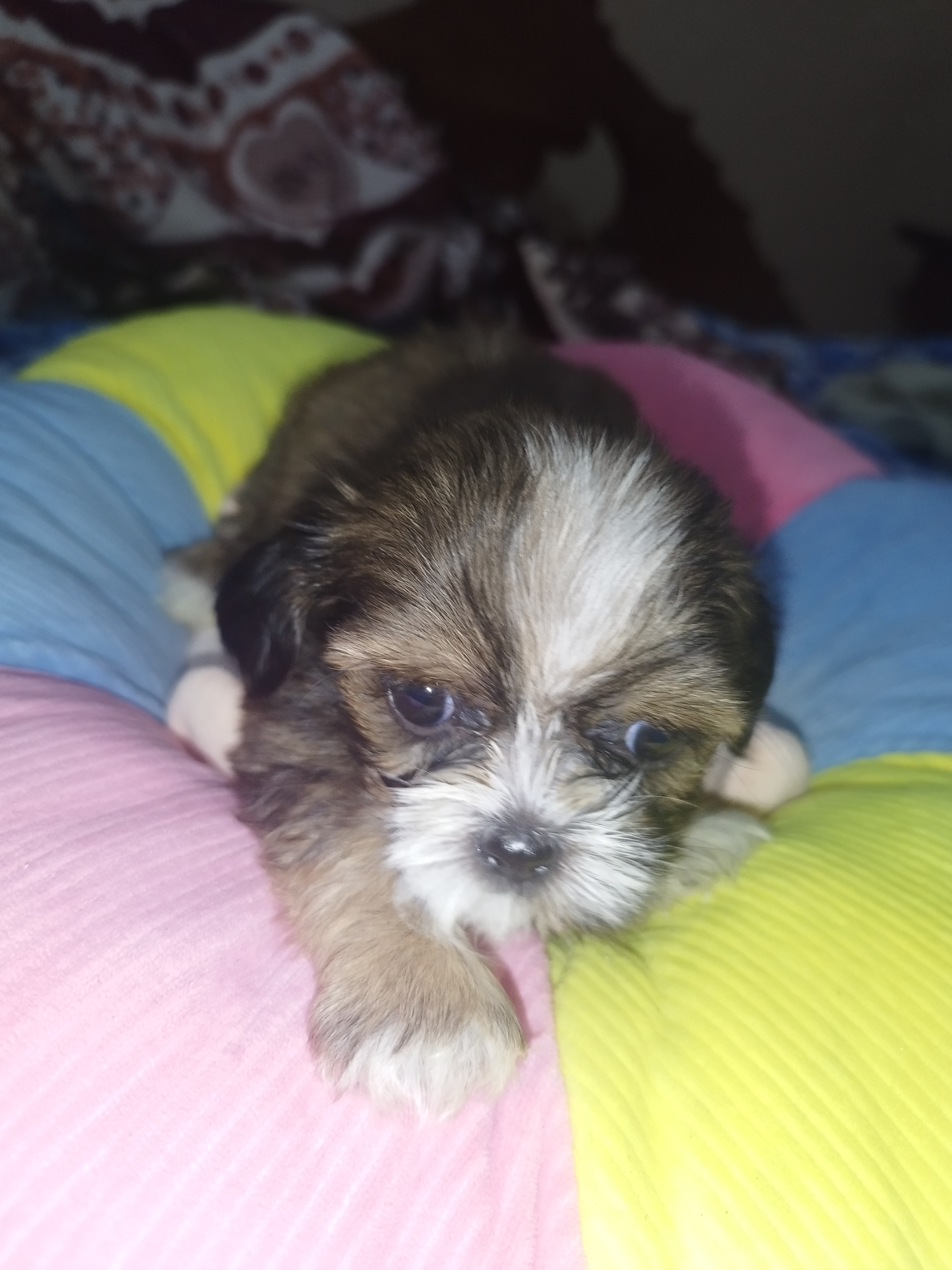 animales y mascotas - cachorros Shih Tzu vacunados y desparacitados 8