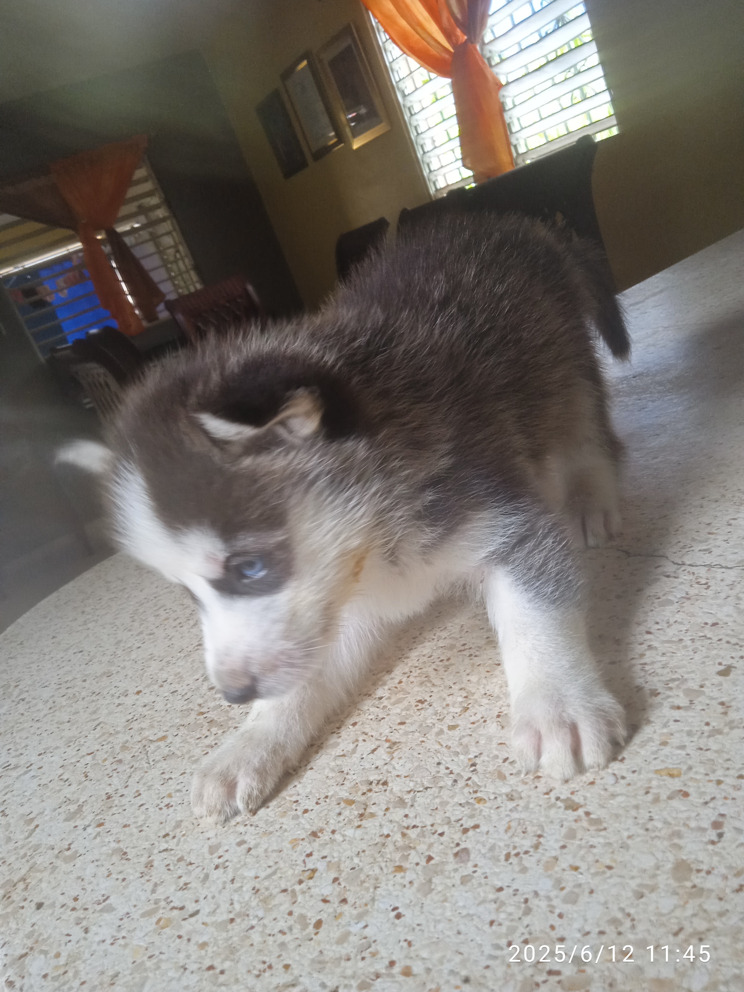 animales y mascotas - Cachorro Husky siberiano  1