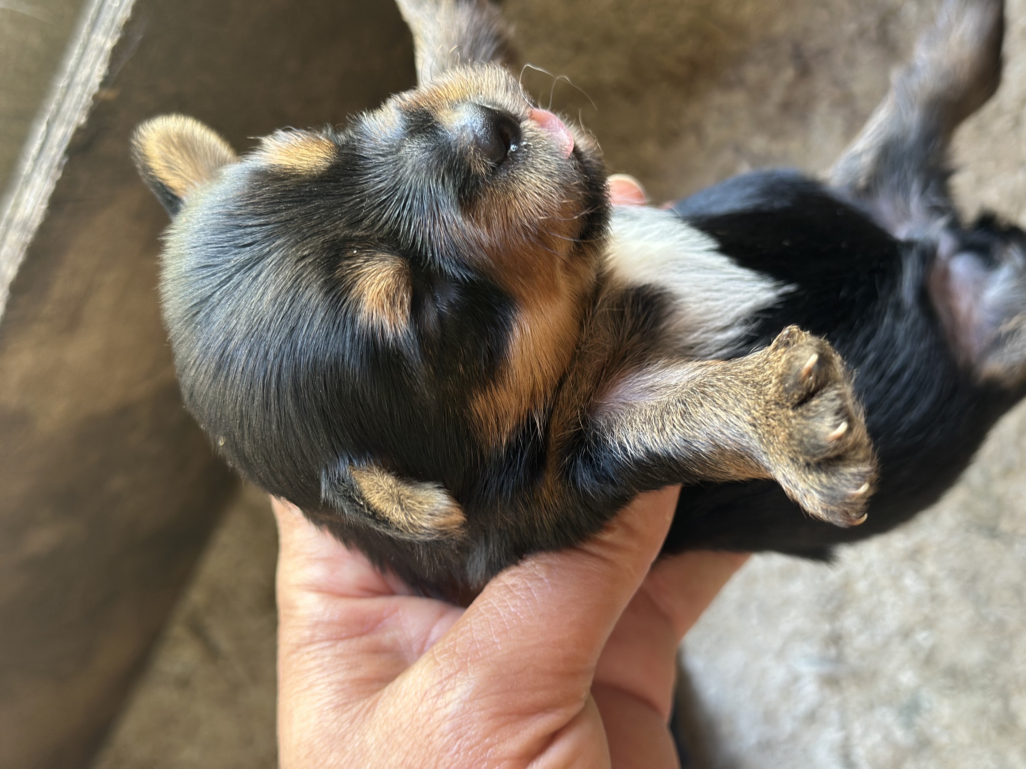 animales y mascotas - yorky hembras y macho 2