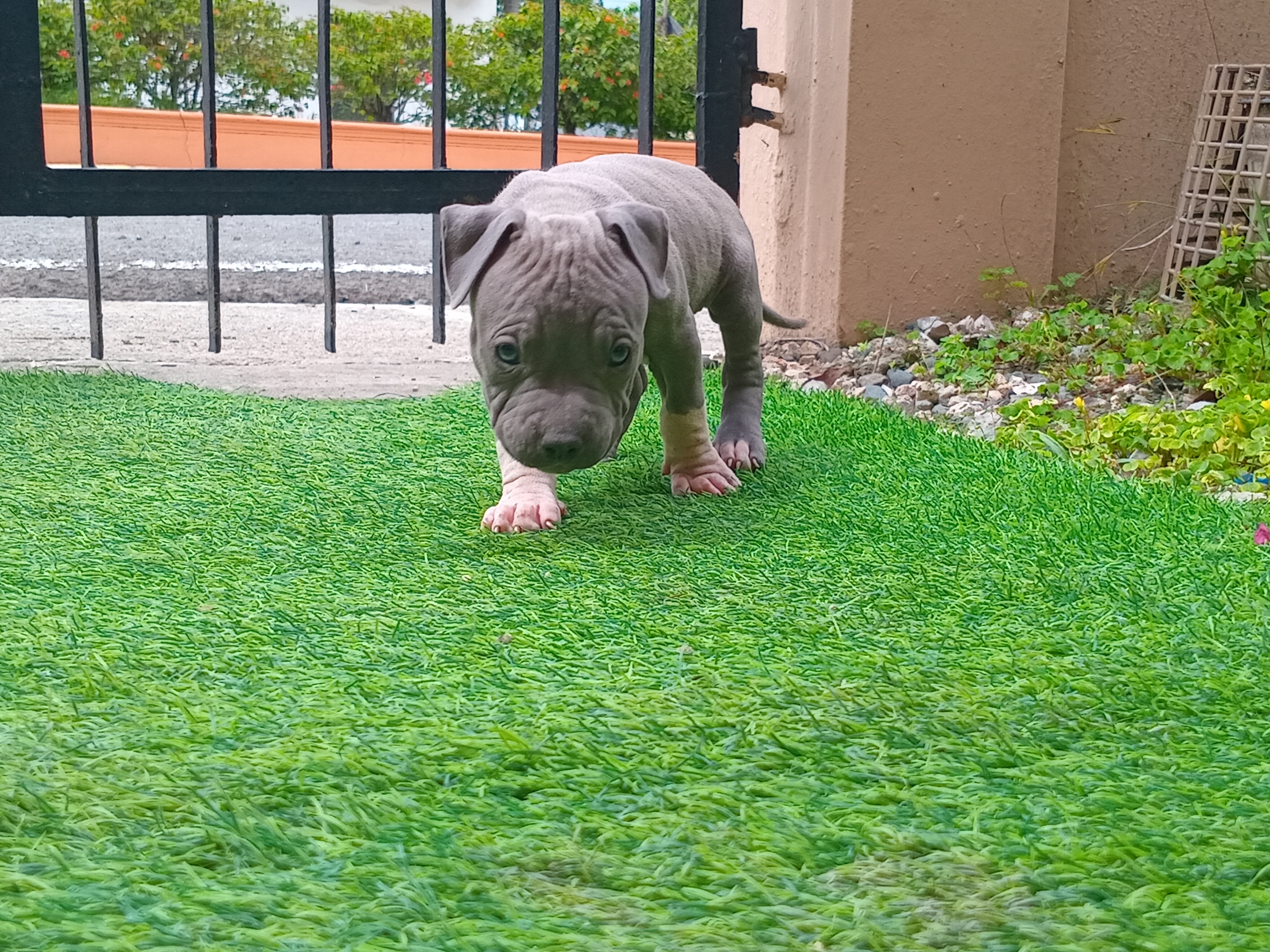 animales y mascotas - Venta de Cachorros Pitbull 1