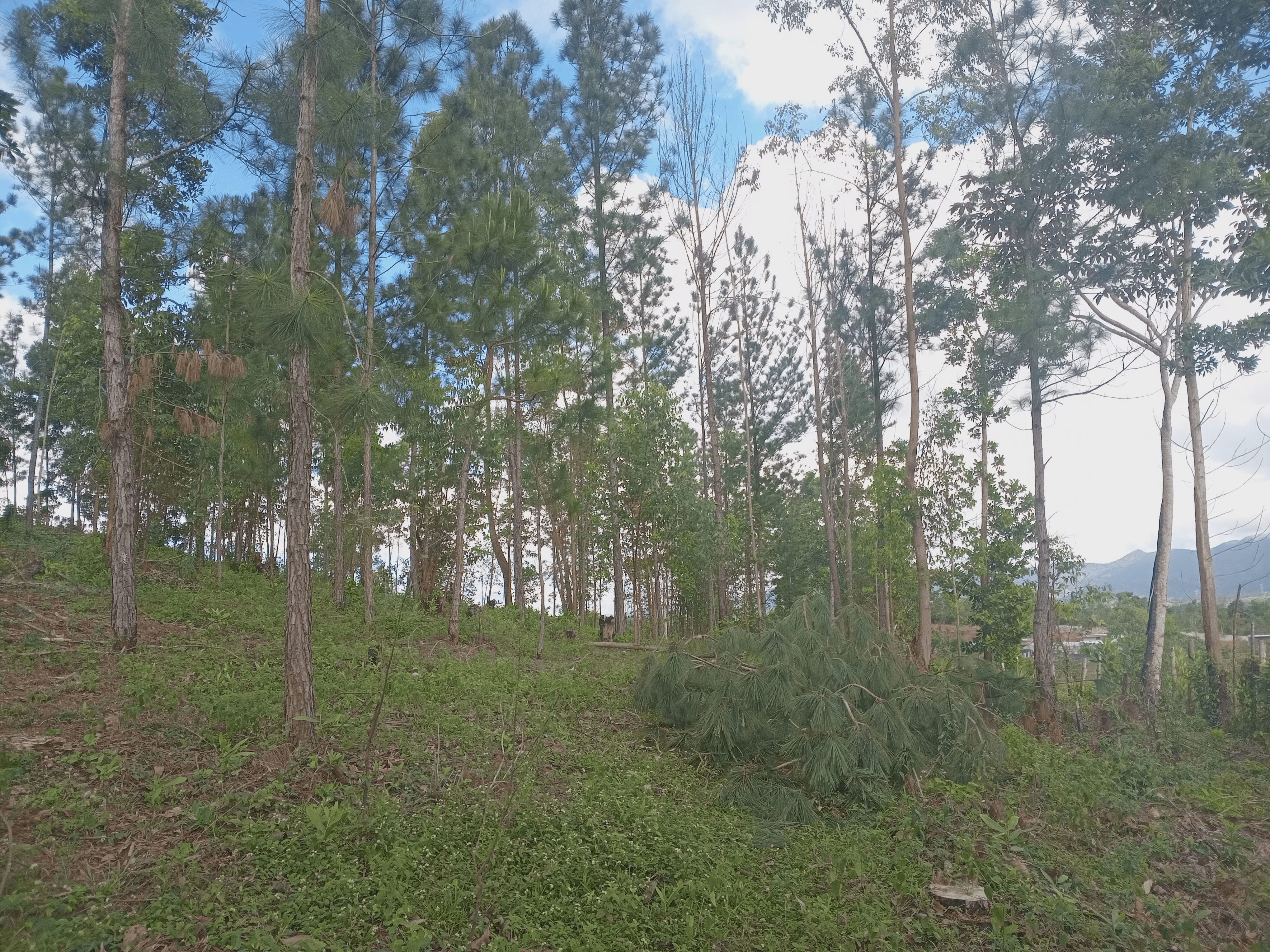 solares y terrenos - Parcela en Villa Altagracia (Villa Cachochiro) 4