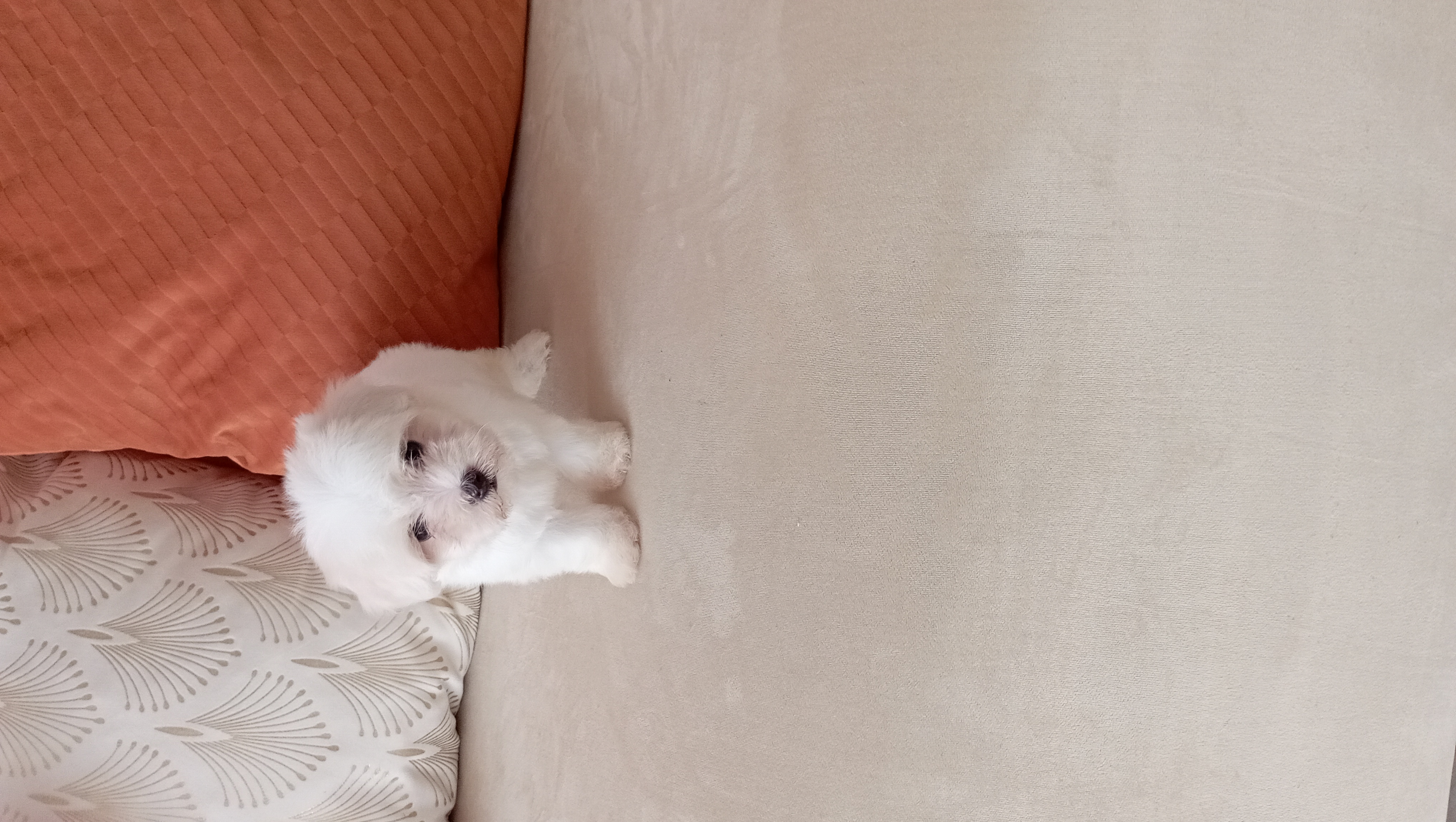 animales y mascotas - cachorros maltés macho excelente calidad  1