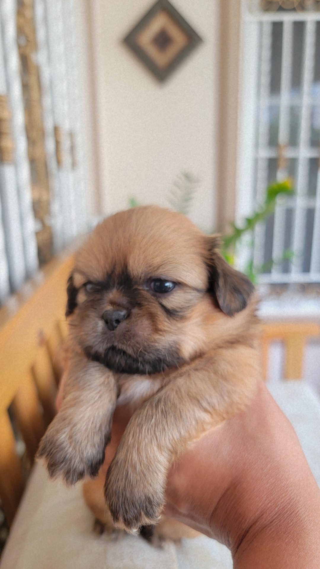 animales y mascotas - Pekines Puppy 3