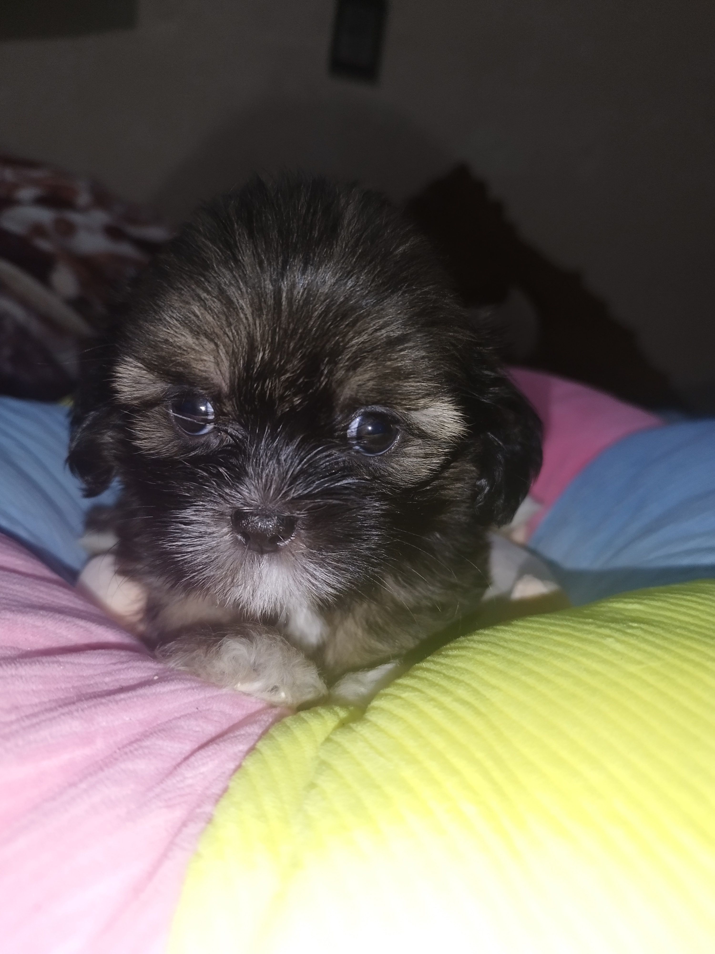 animales y mascotas - cachorros Shih Tzu vacunados y desparacitados 9