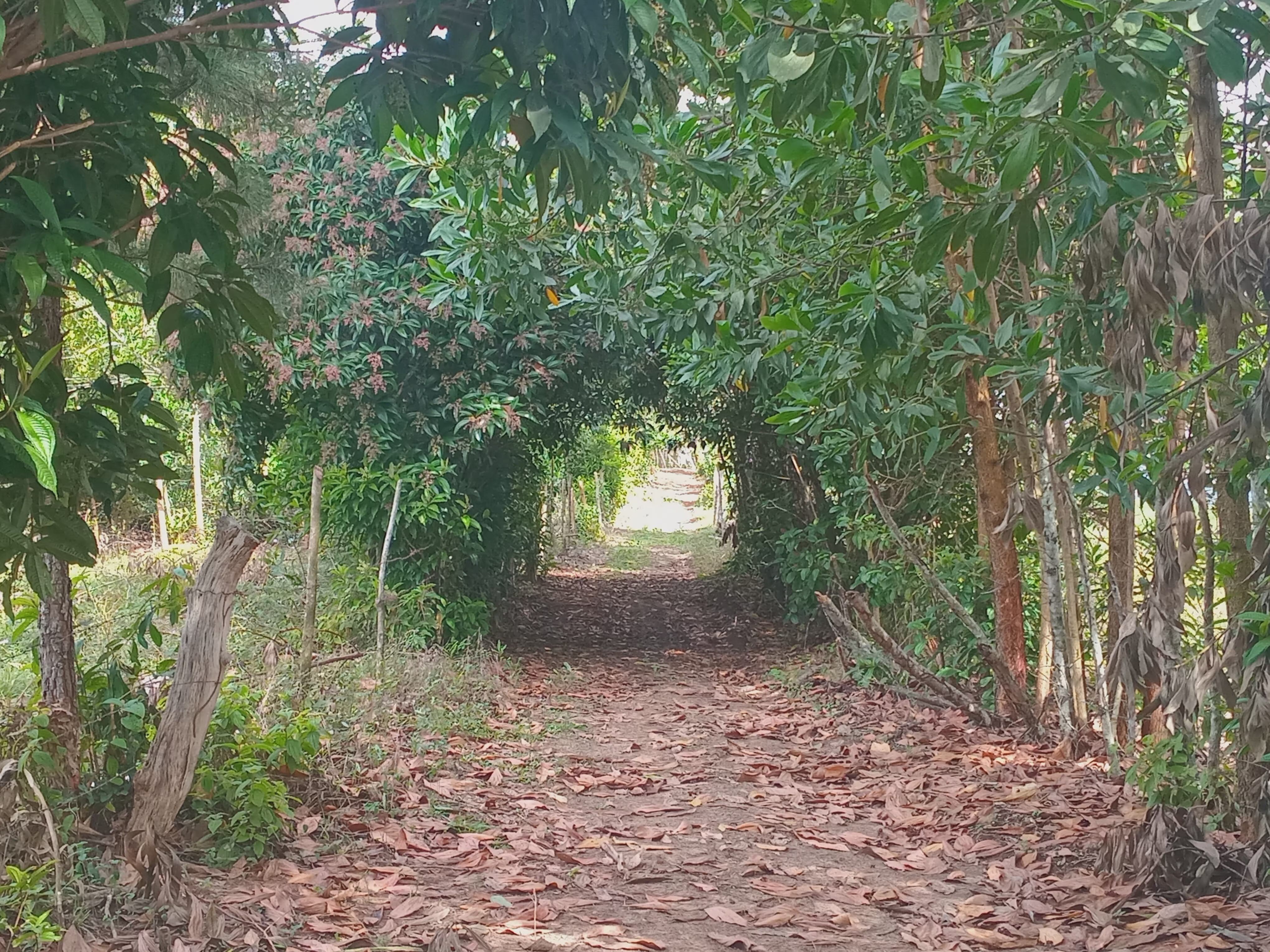 solares y terrenos - Parcela en Villa Altagracia (Villa Cachochiro) 5