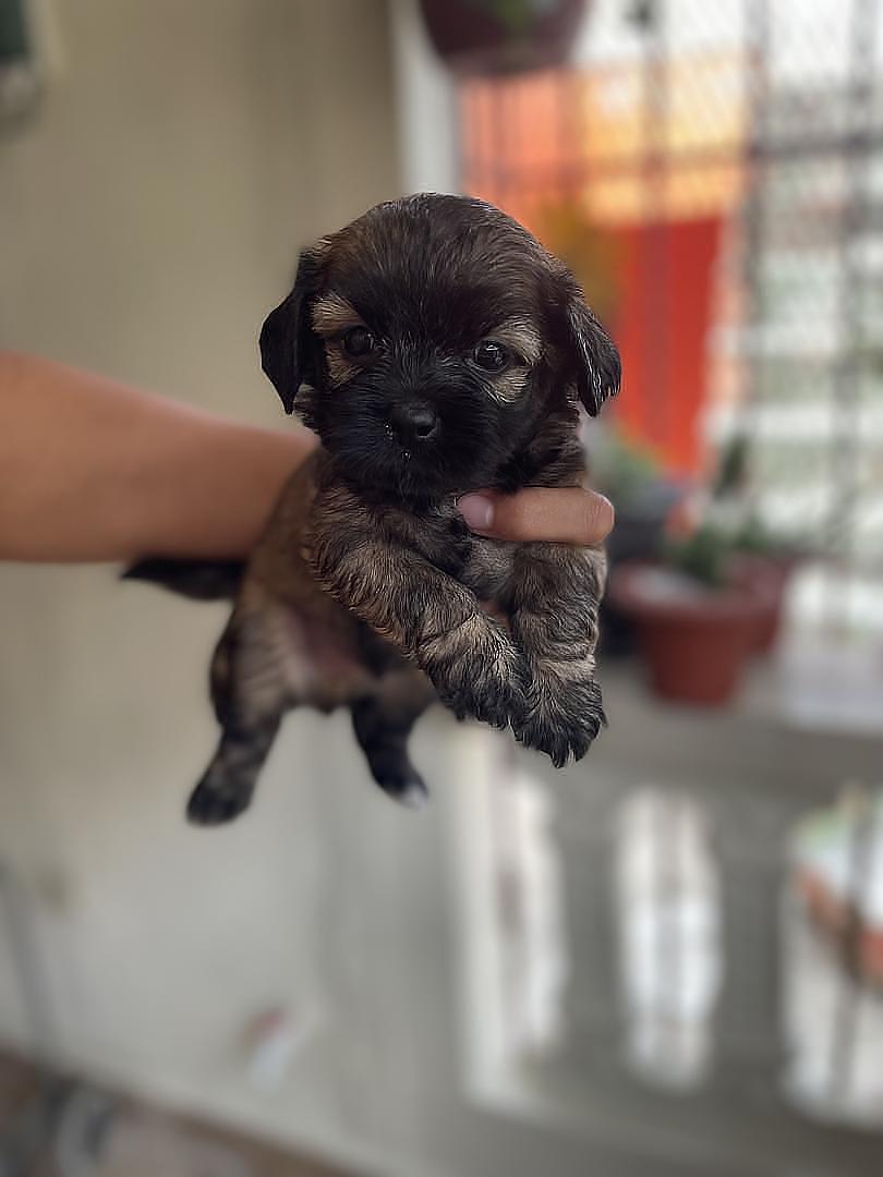 animales y mascotas - Cachorros Chipoo en Venta – 5 Disponibles, ¡Listos para Reservar!  0