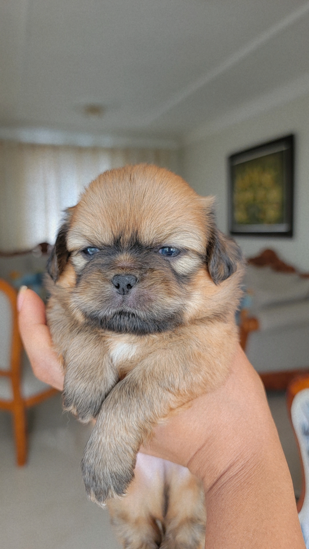 animales y mascotas - Pekines Puppy 4