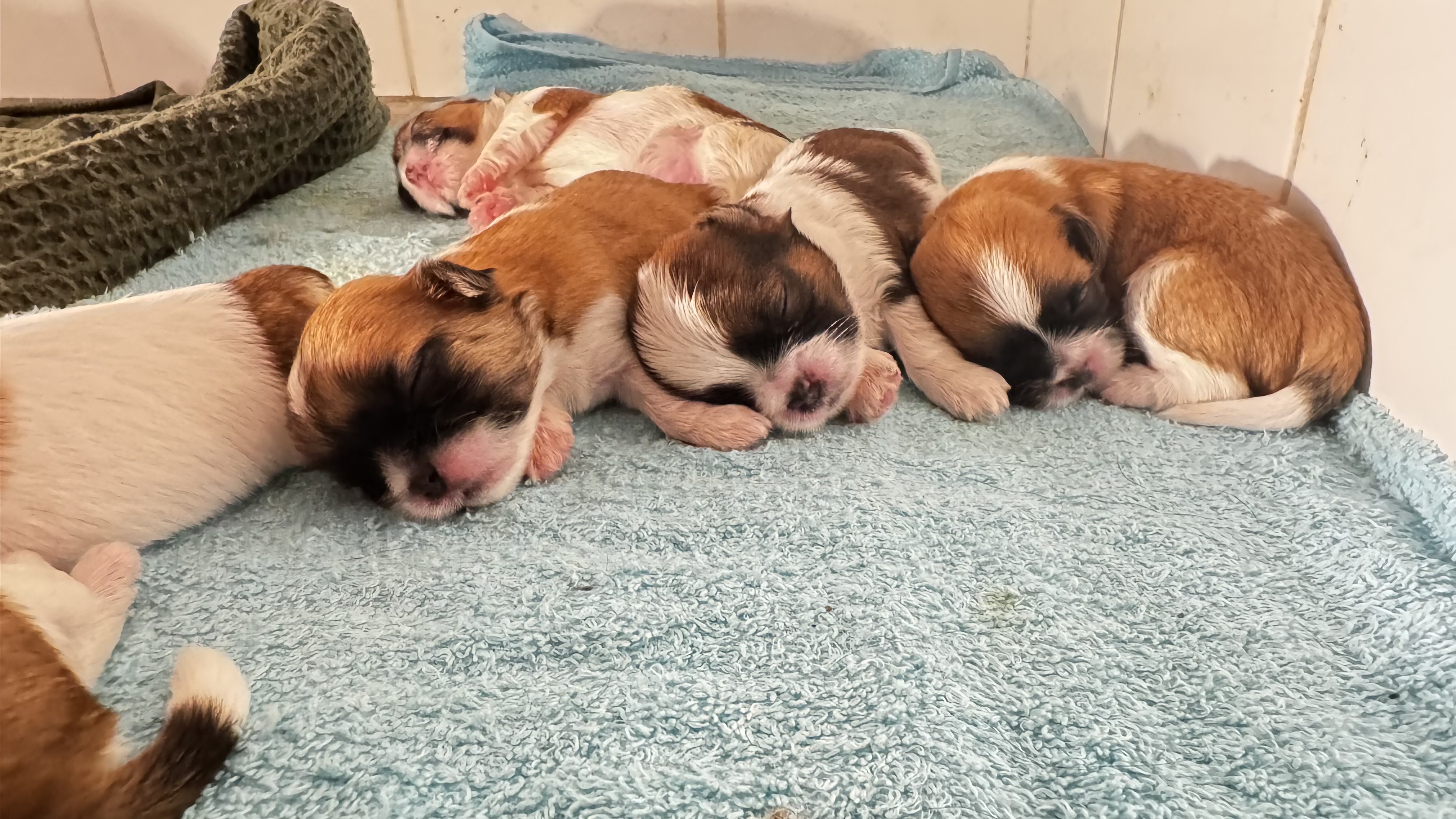 animales y mascotas - Perros Shih Tzu 1