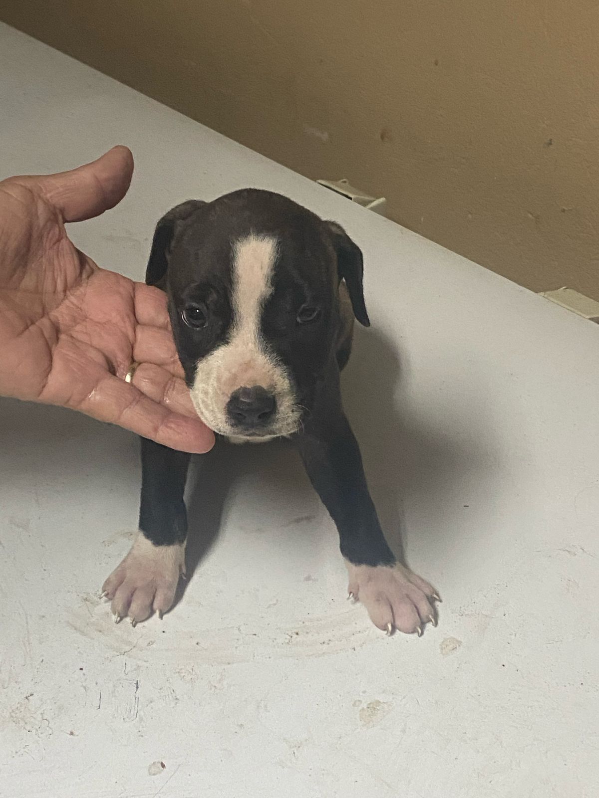animales y mascotas - 🐾 Cachorro Pitbull en venta – 2 meses 🐶 2