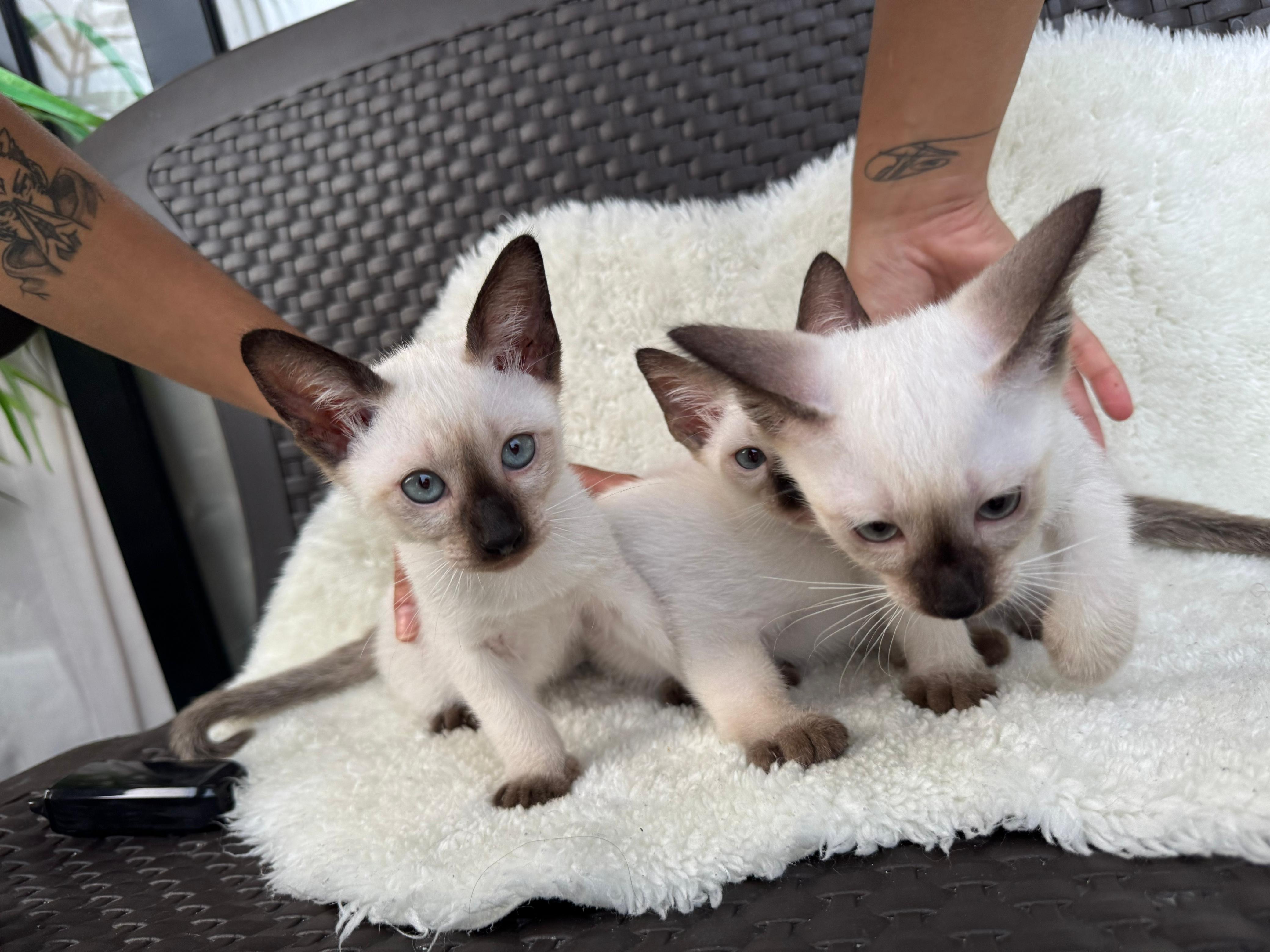 animales y mascotas - GATOS SIAMES EN VENTA! 