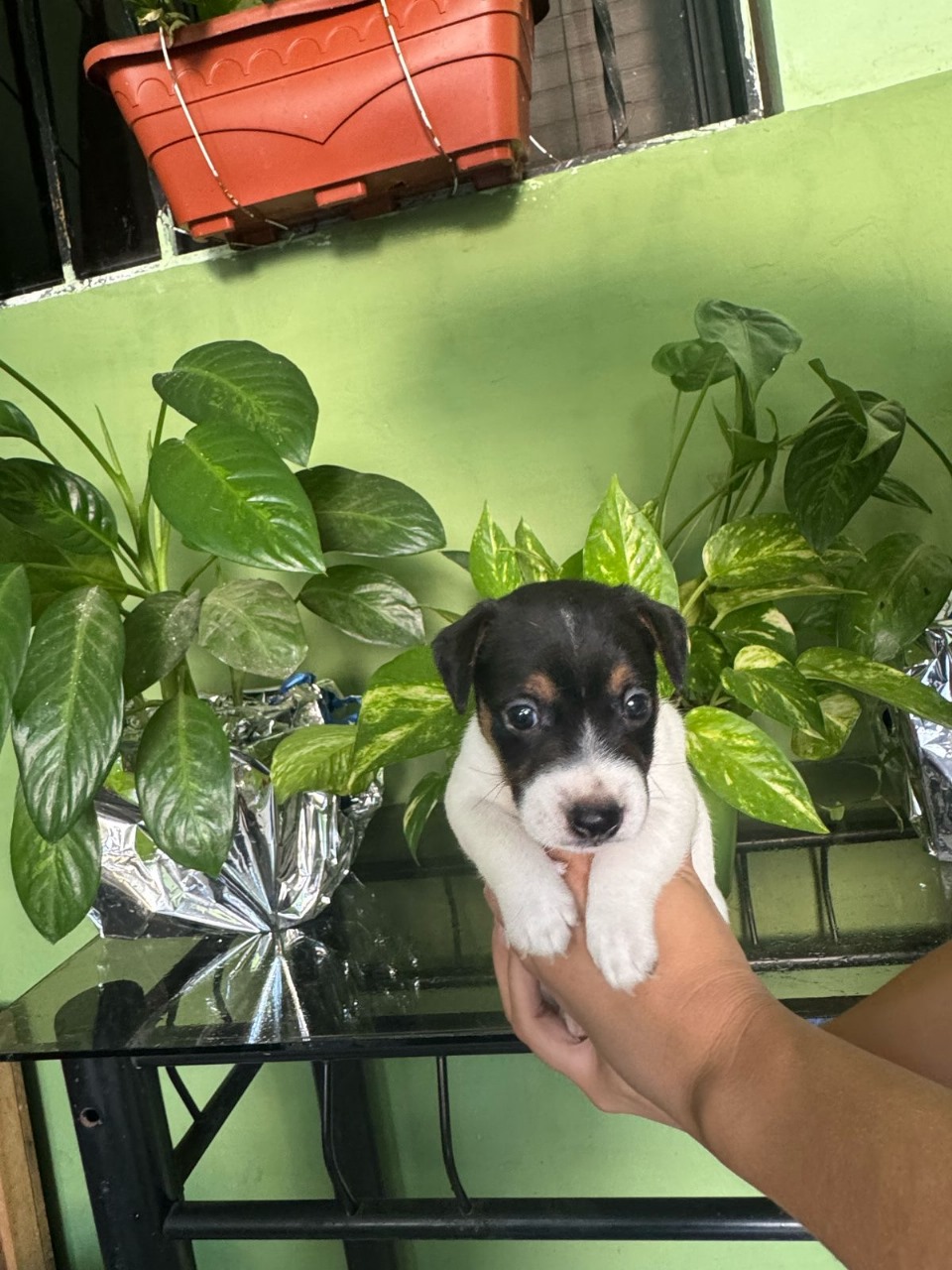 animales y mascotas - Jack Russell Terrier 1
