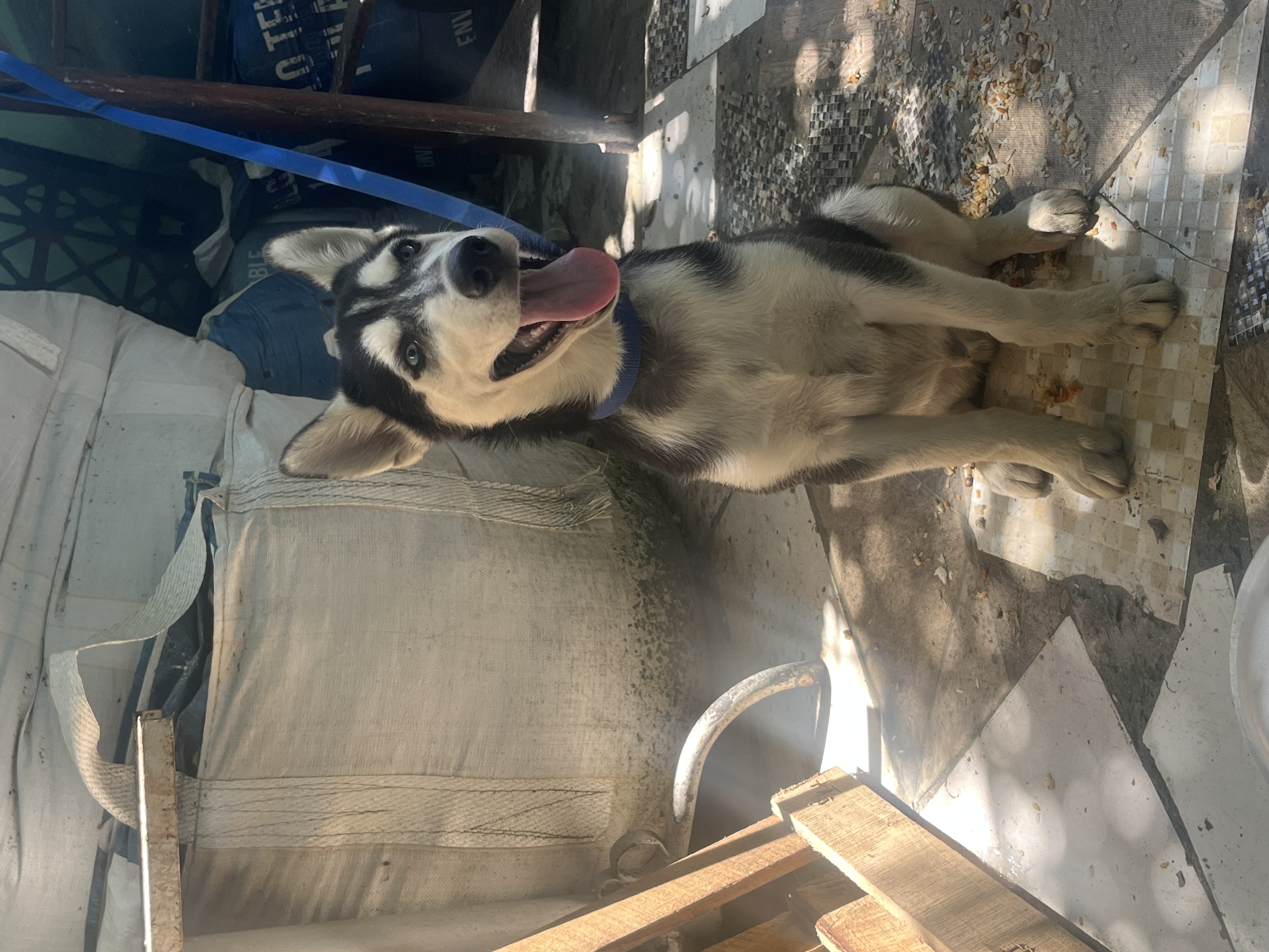 animales y mascotas - husky siberiano cachorro en venta 3