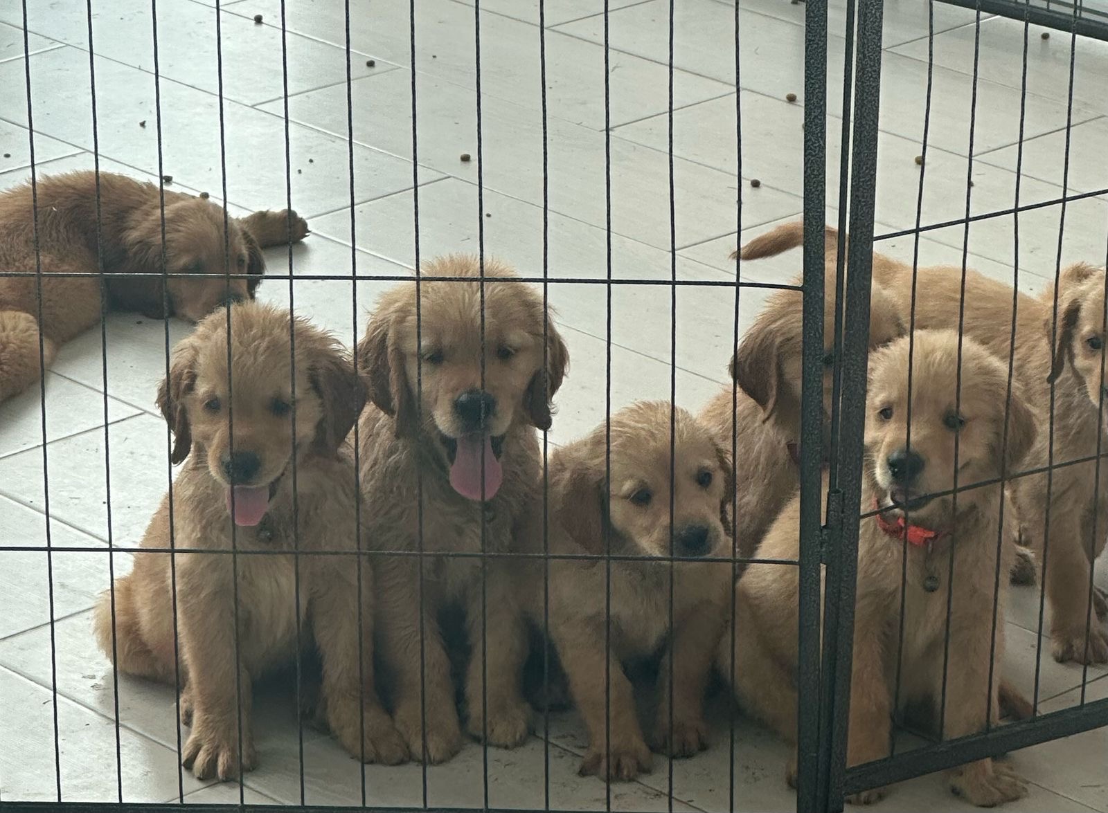 animales y mascotas - cachorro Golden Retriever  0