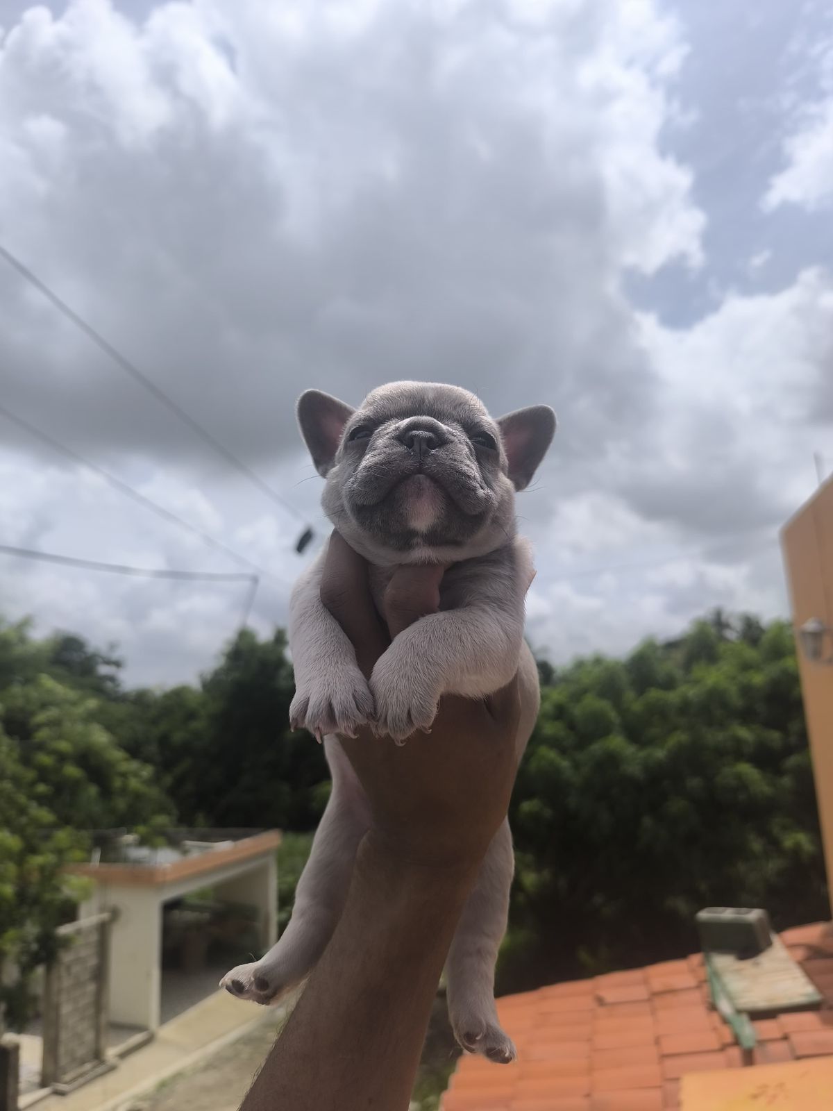 animales y mascotas - OFERTA CACHORRO BULLDOG FRANCES HEMBRA EN SANTO DO