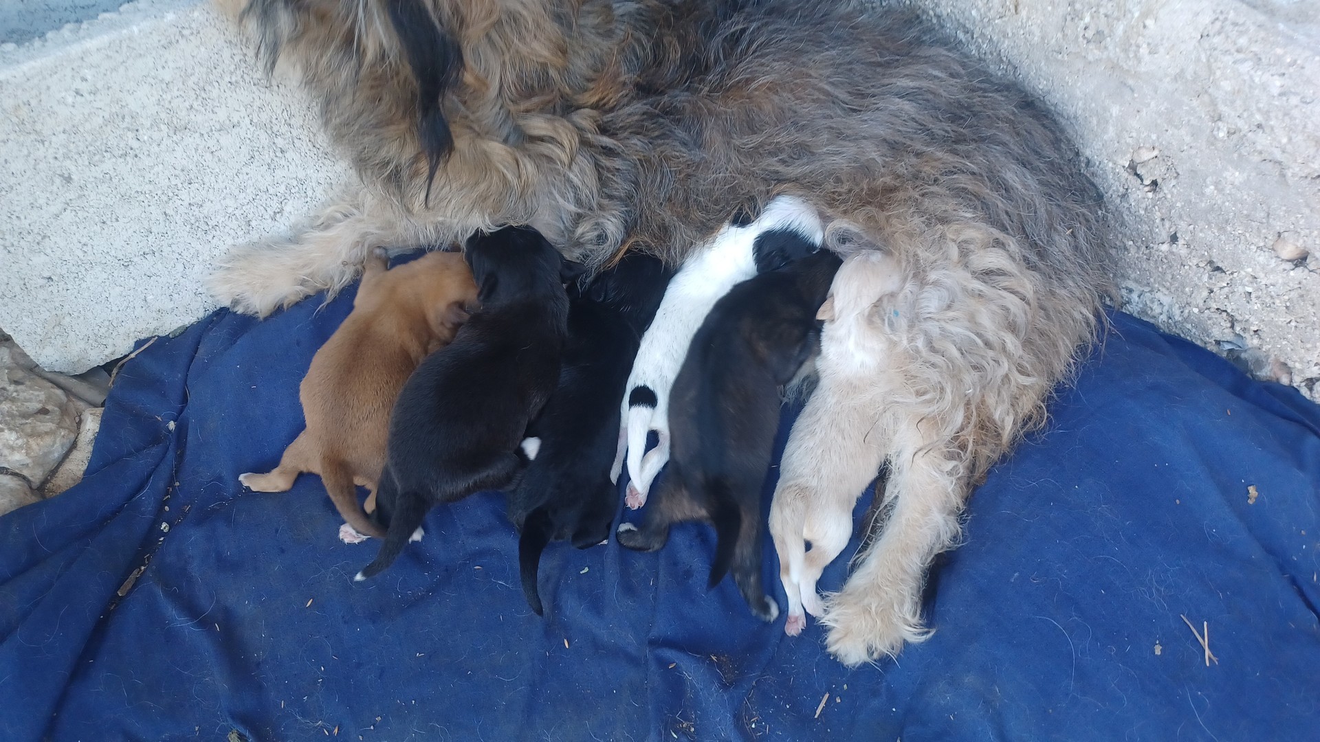 animales y mascotas - En venta  1