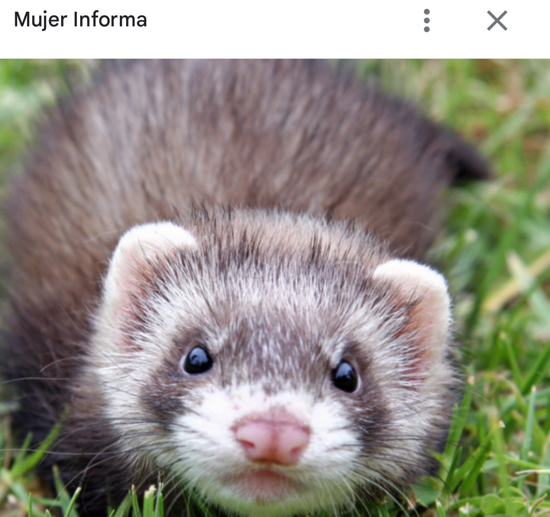 animales y mascotas - Huron español  1