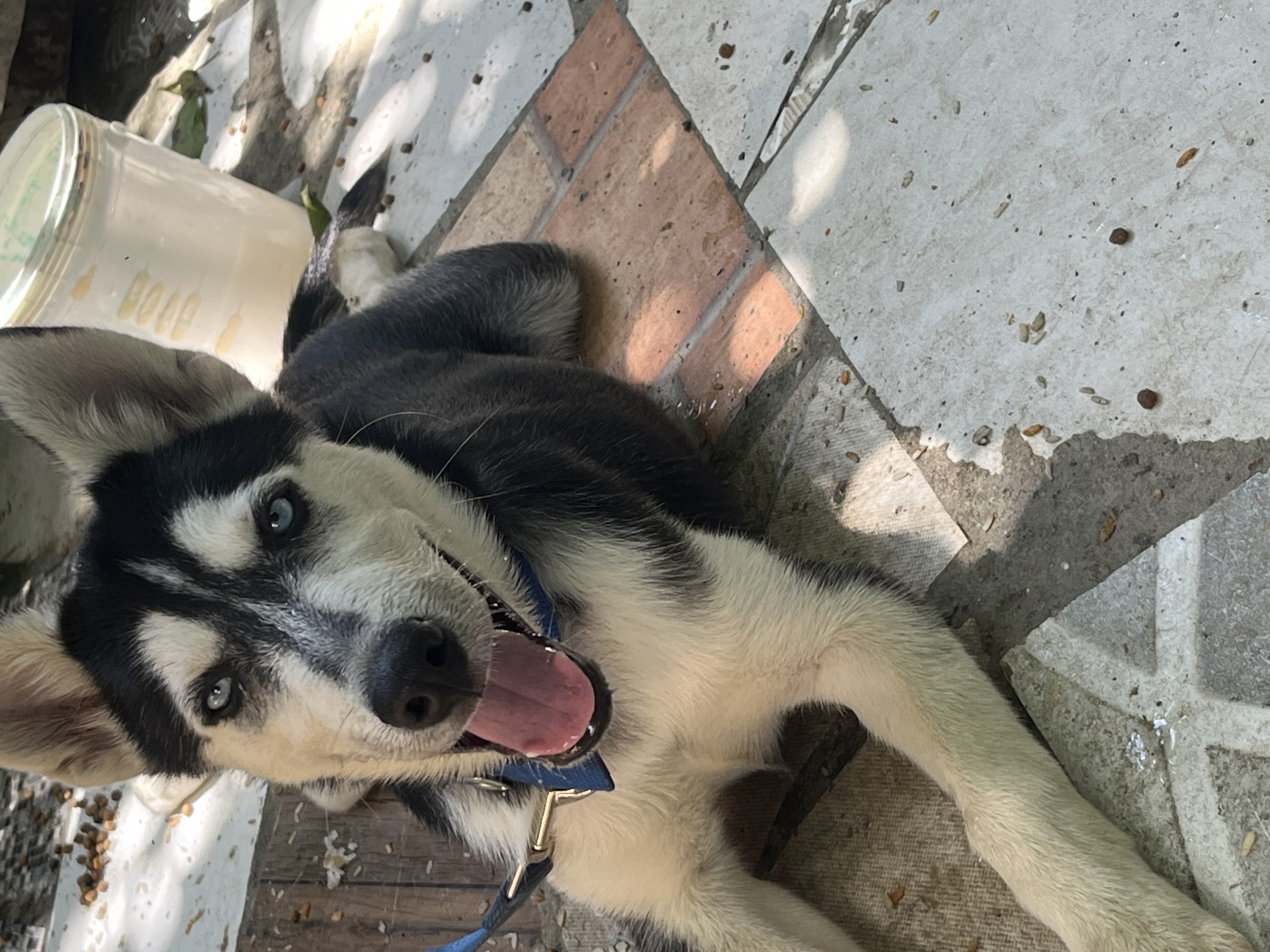 animales y mascotas - husky siberiano cachorro en venta 0