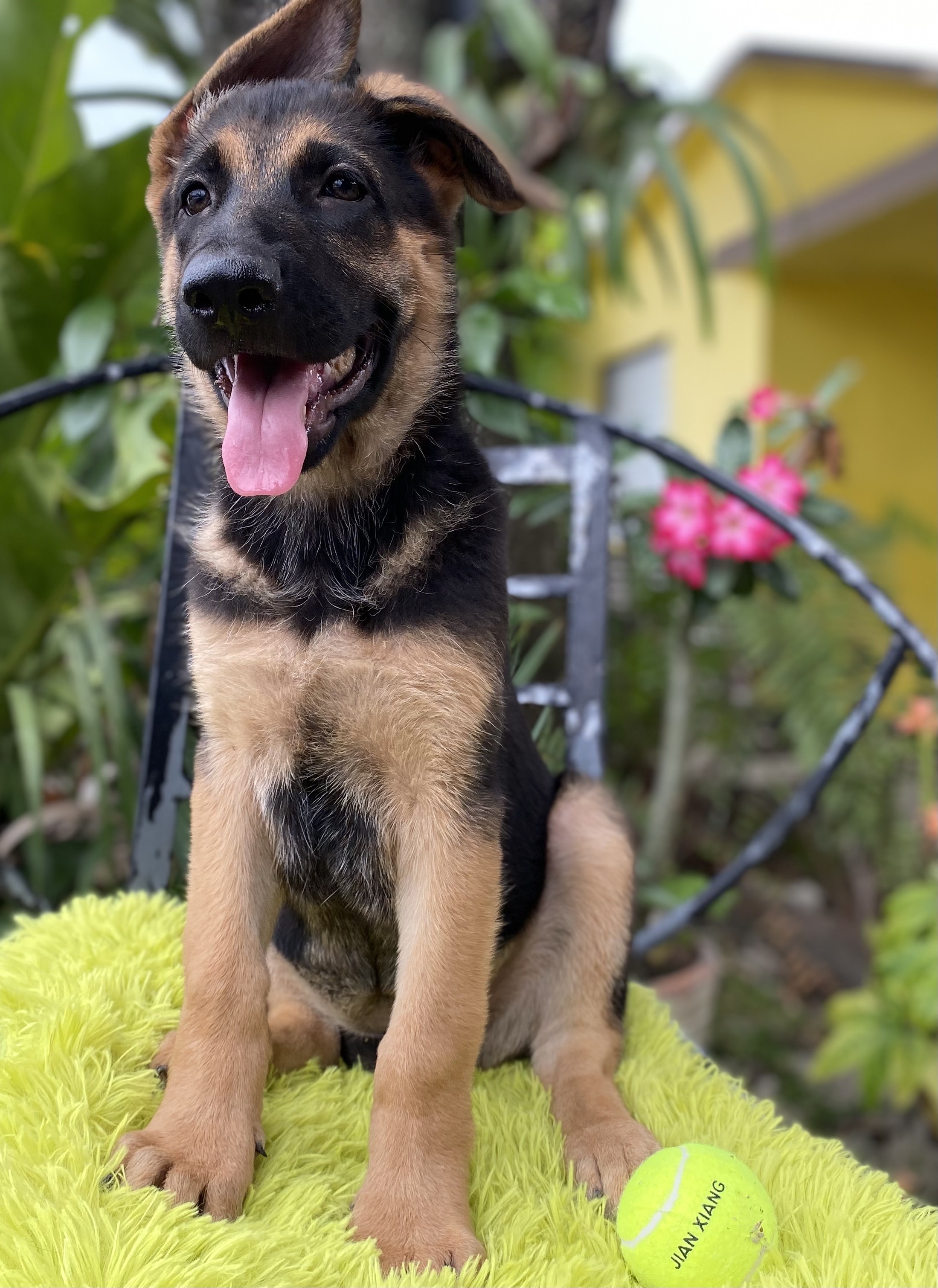 animales y mascotas - pastor aleman  5
