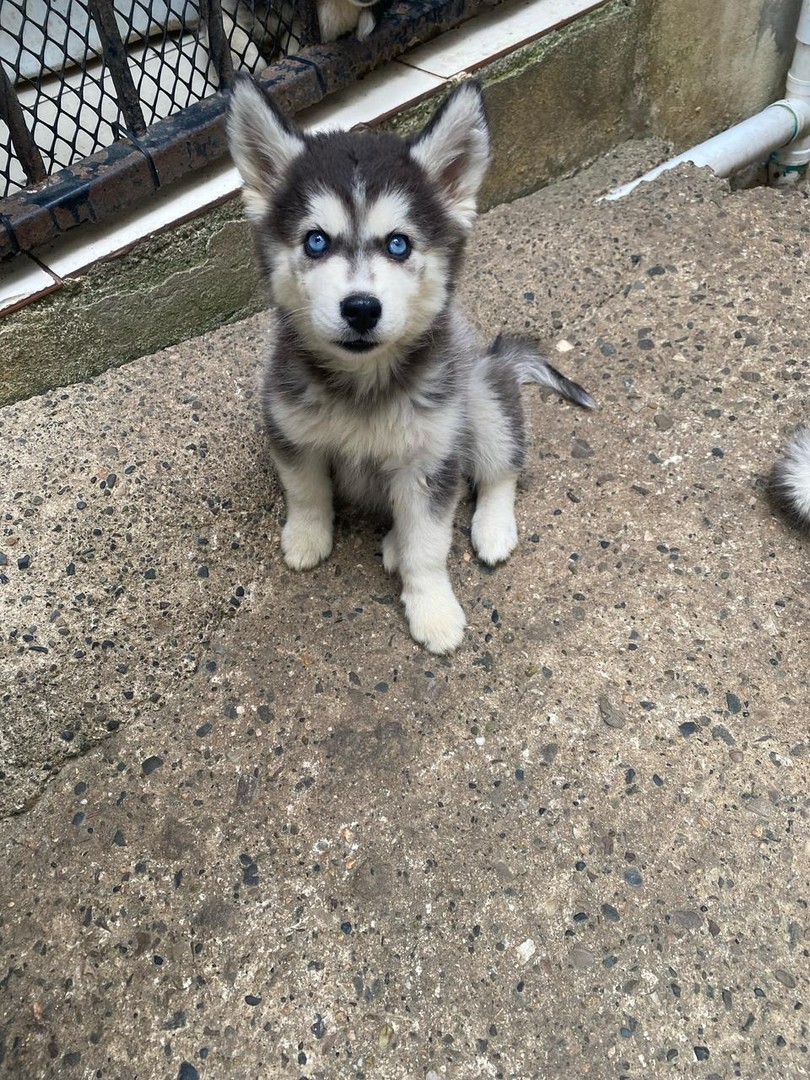 animales y mascotas - Husky siberiano hembras y machos. Huski, dog, pet, mascotas, perro, cachorro