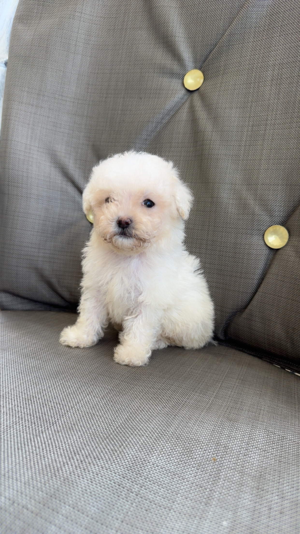 animales y mascotas - Poodle toy  0