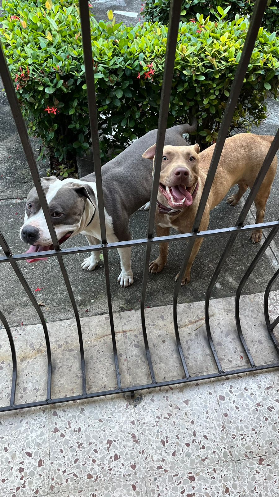 animales y mascotas - 🐾 Cachorro Pitbull en venta – 2 meses 🐶 0