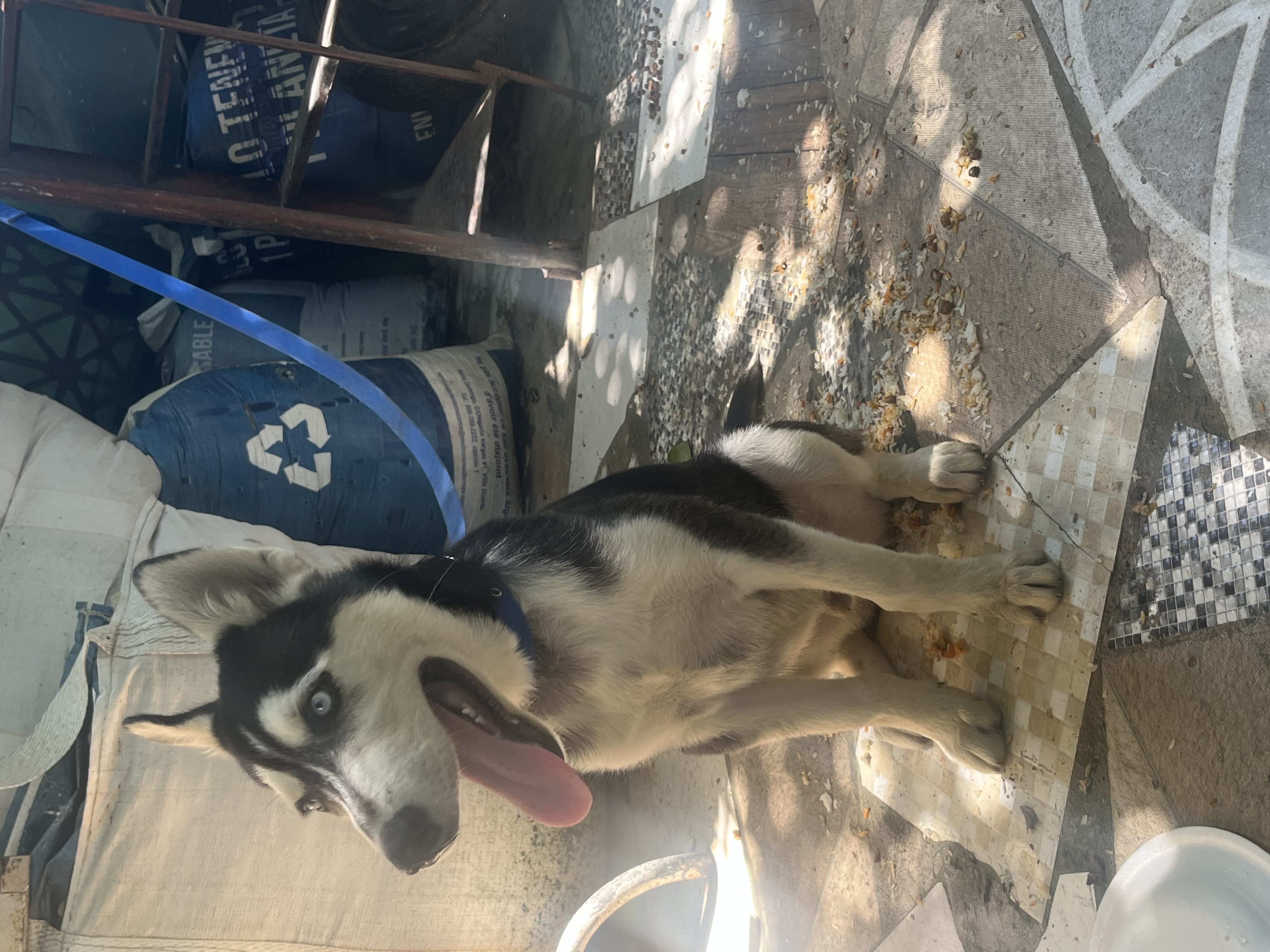 animales y mascotas - husky siberiano cachorro en venta 1