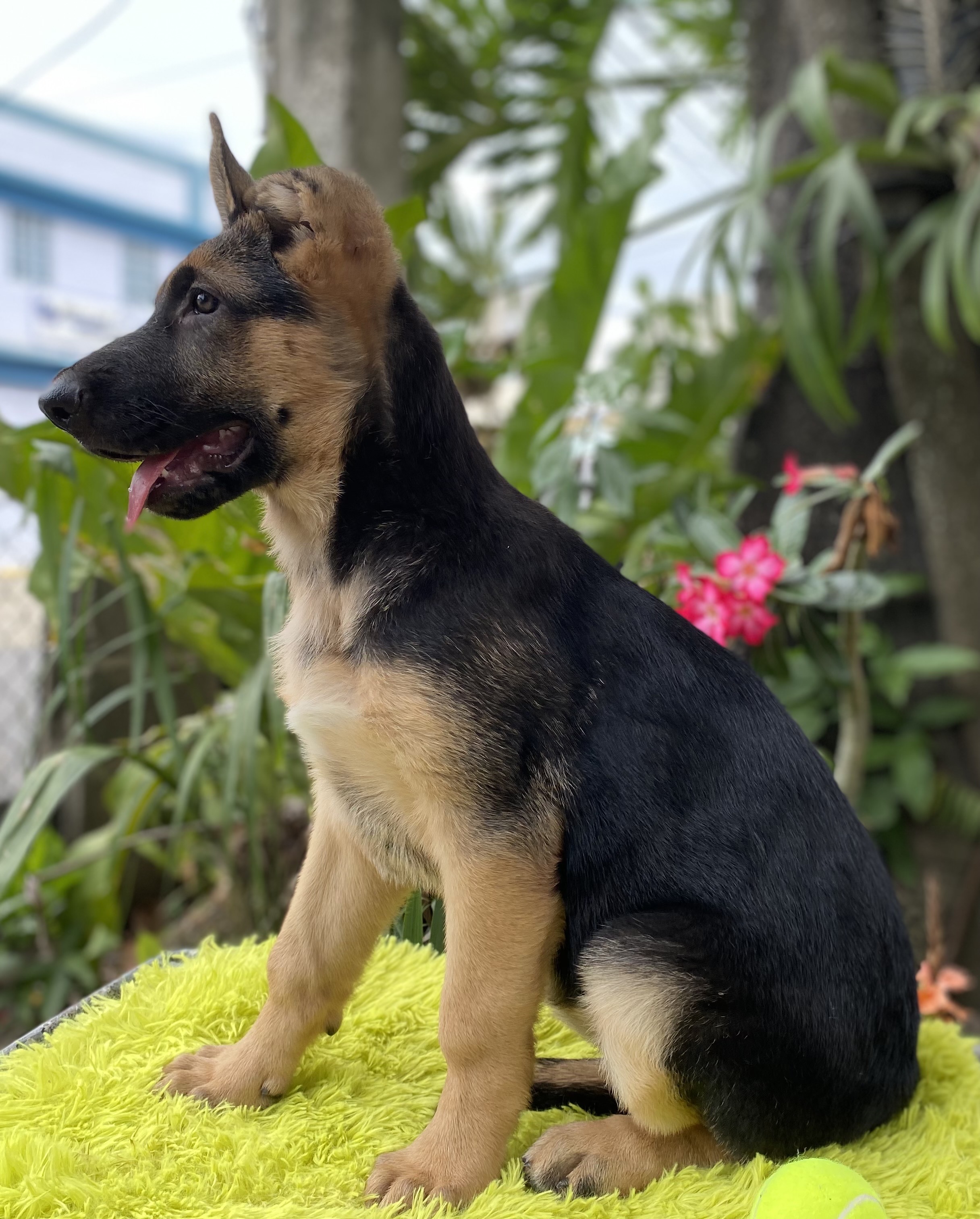 animales y mascotas - pastor aleman  6