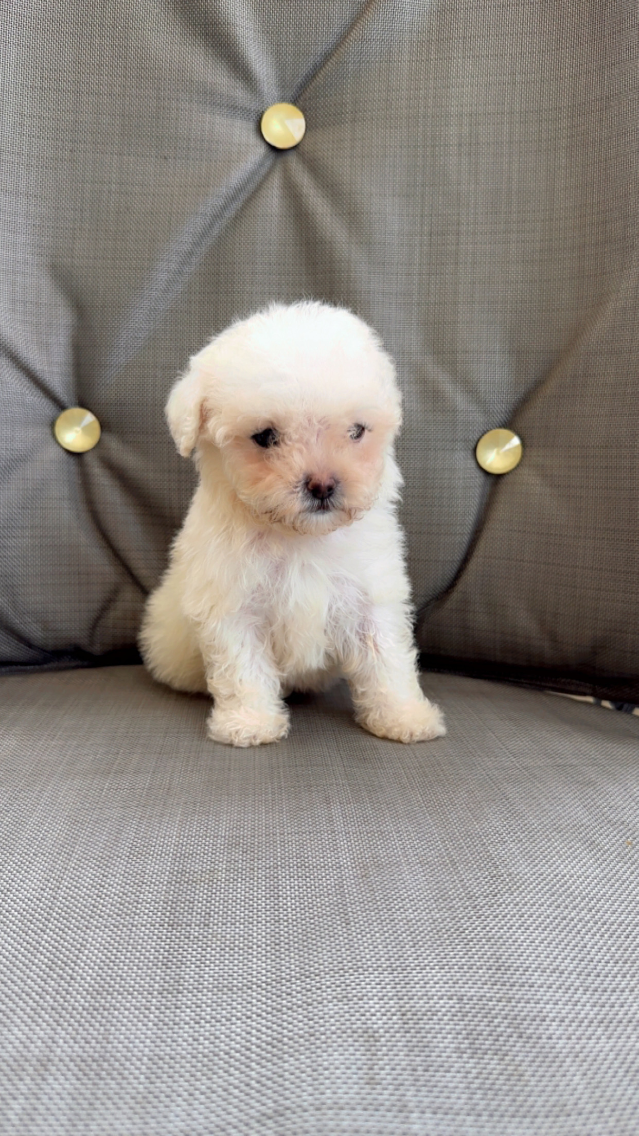 animales y mascotas - Poodle toy  1