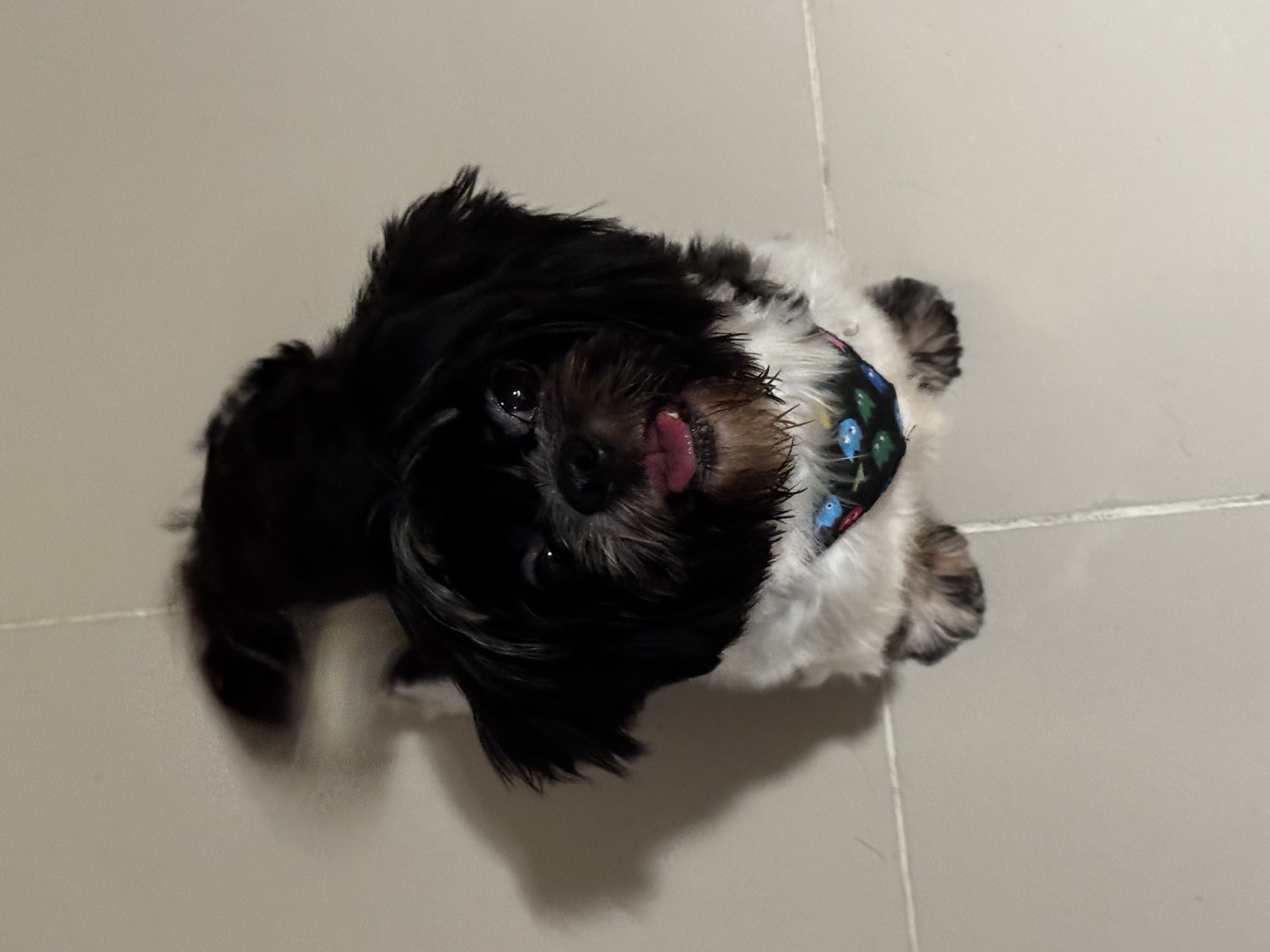 animales y mascotas - Perros Shih Tzu