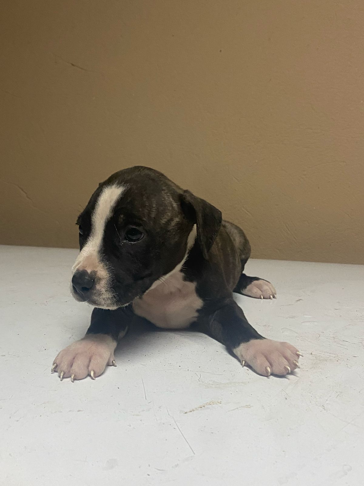 animales y mascotas - 🐾 Cachorro Pitbull en venta – 2 meses 🐶 1