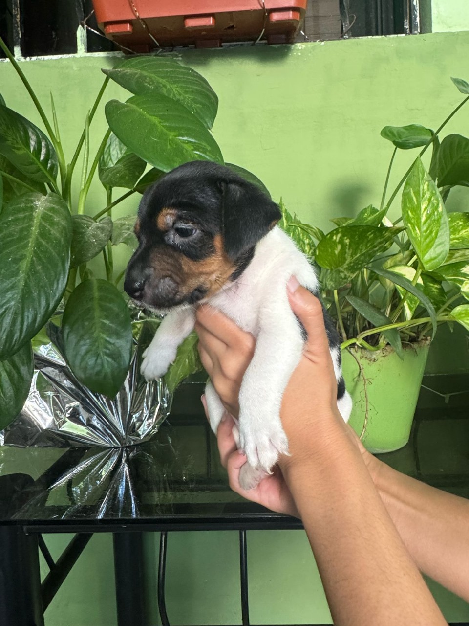 animales y mascotas - Jack Russell Terrier 0