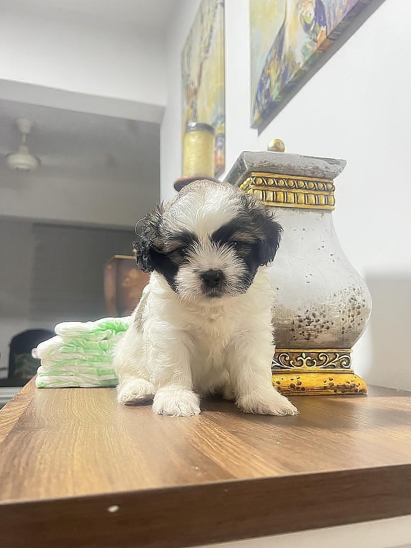 animales y mascotas - Shipoo macho 0