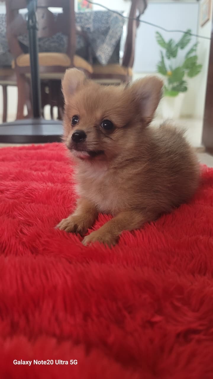 animales y mascotas - Perro Pomerania macho 