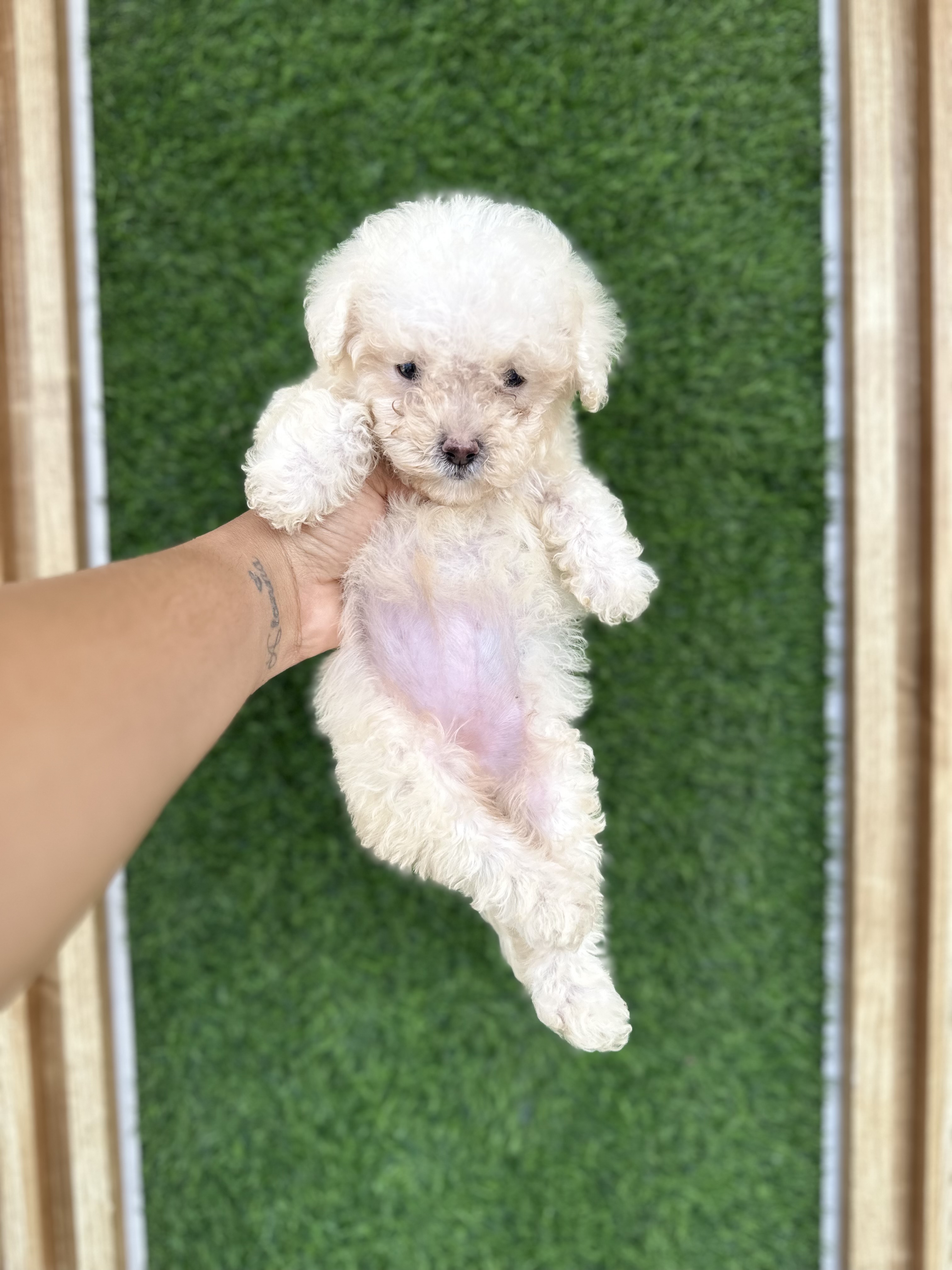 animales y mascotas - Poodle toy  2