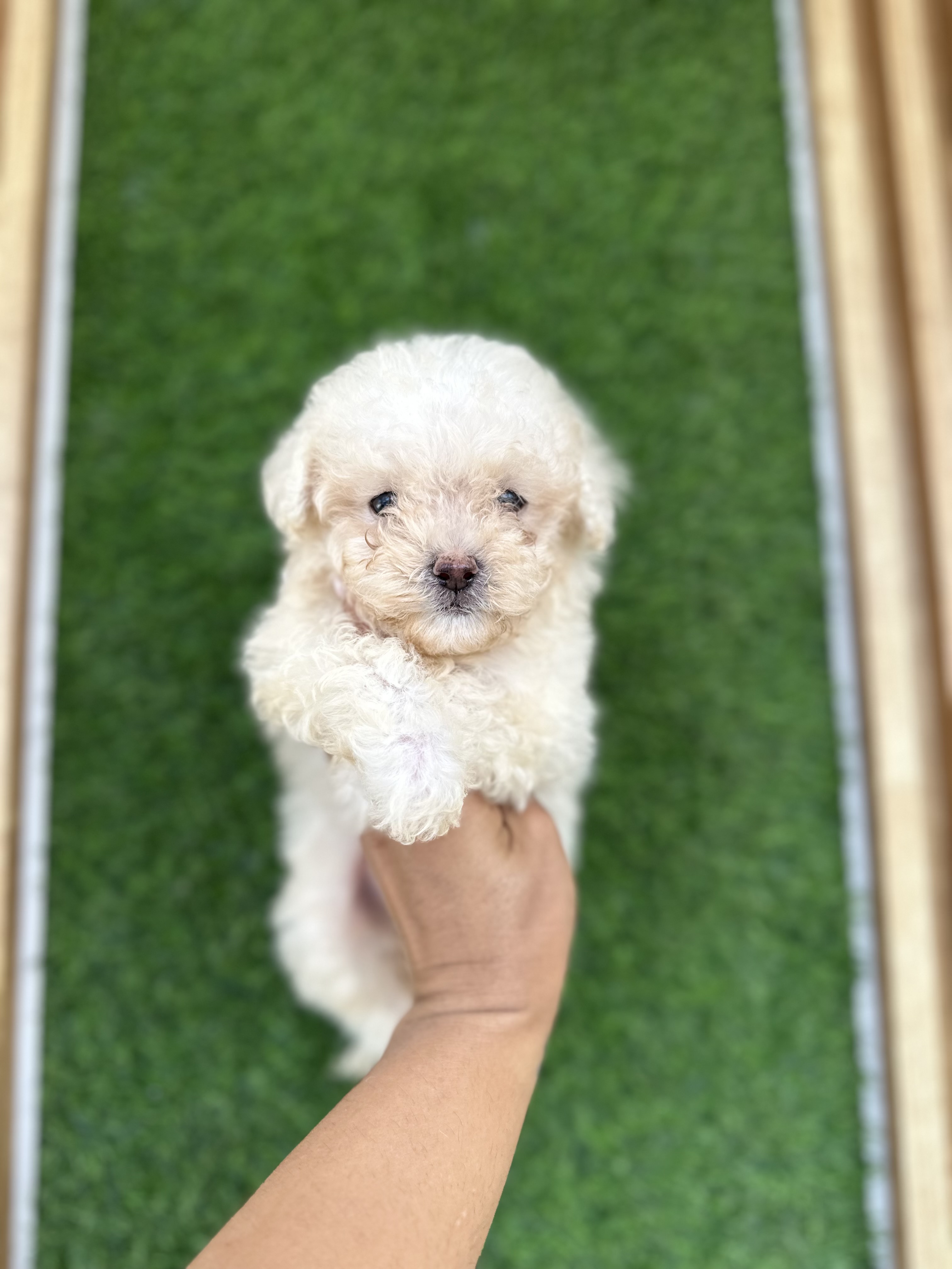 animales y mascotas - Poodle toy  3