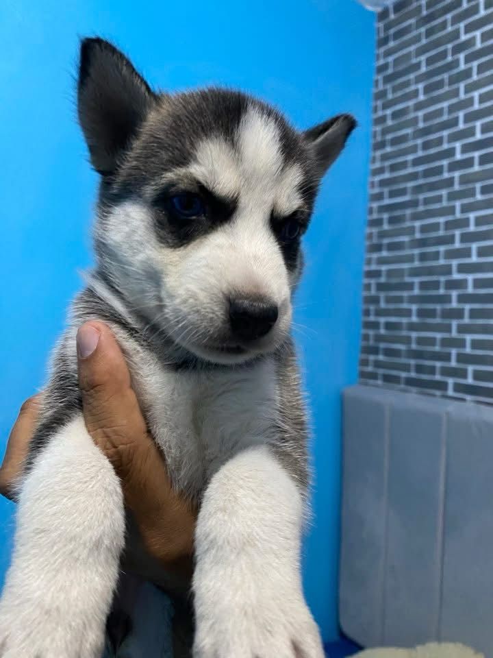 animales y mascotas - HUSKY SIBERIANO 0