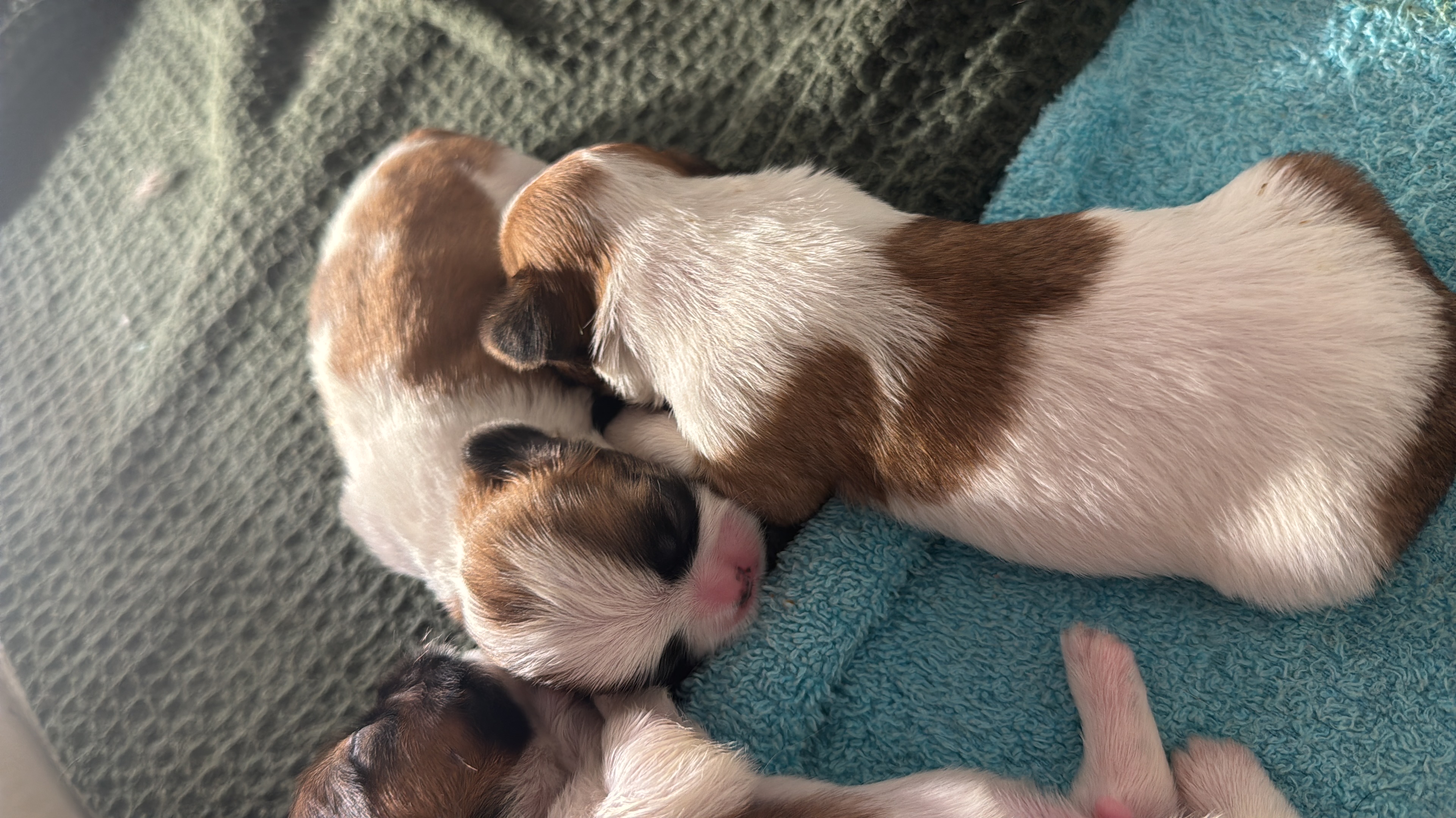 animales y mascotas - Perros Shih Tzu 2