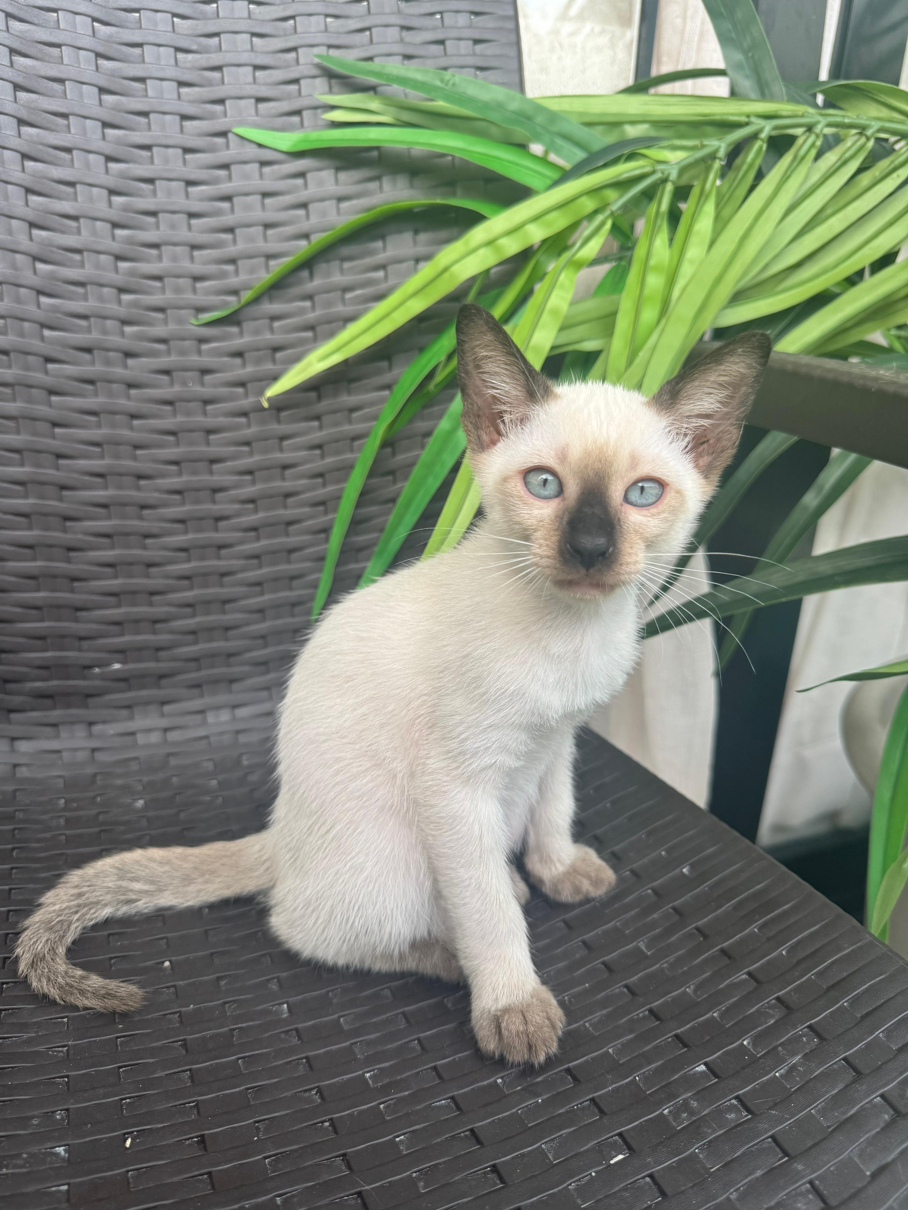 animales y mascotas - GATOS SIAMES EN VENTA!  1